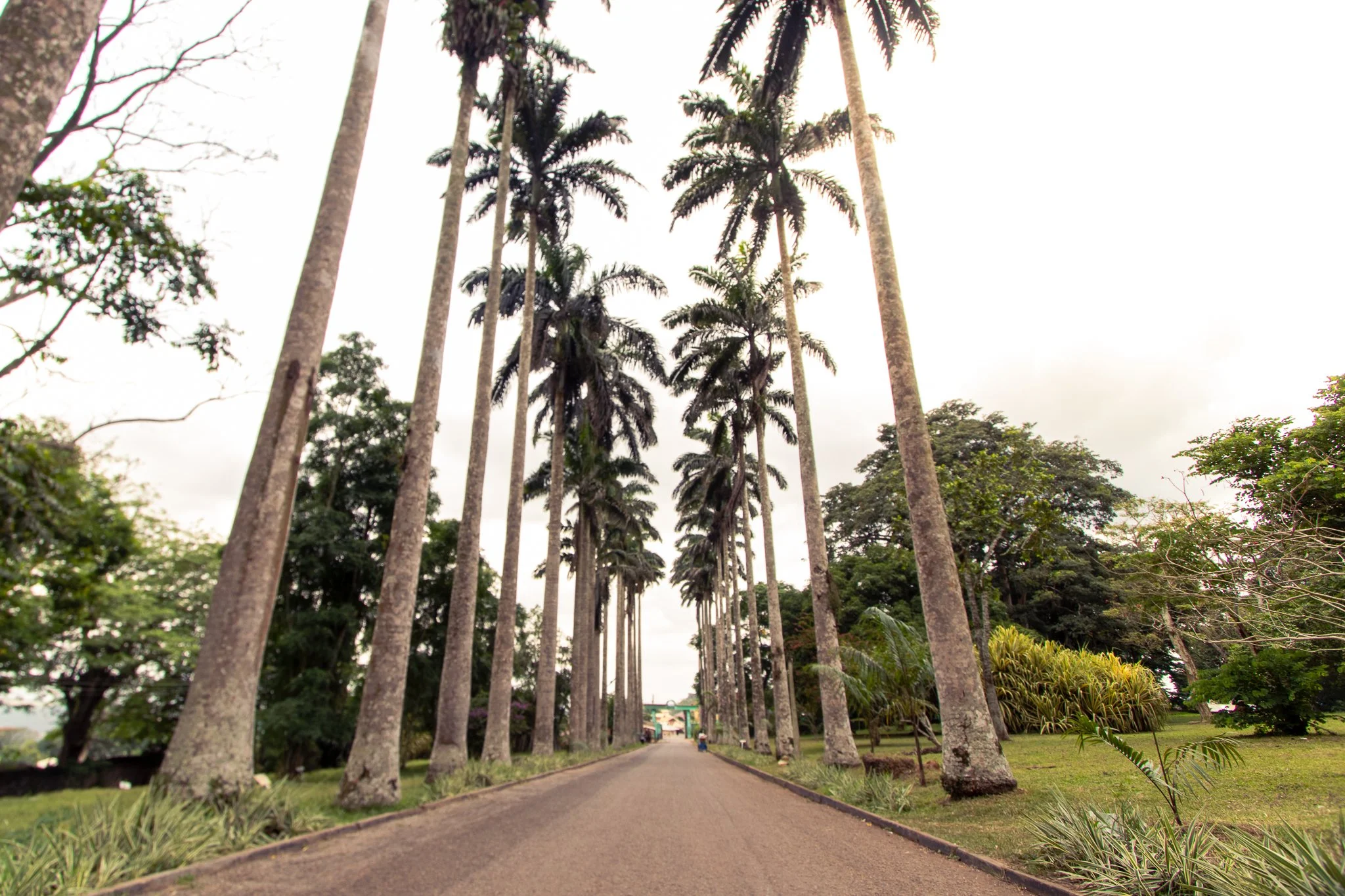 Aburi Botanical Gardens in Ghana: The Perfect Day Trip from Accra (2026 Guide)