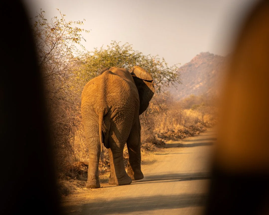 An elephant walks away in Pilanesberg, South Africa