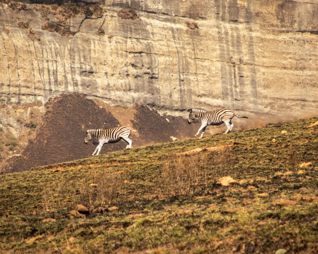 Zebra descend a slope in Clarens, South Africa