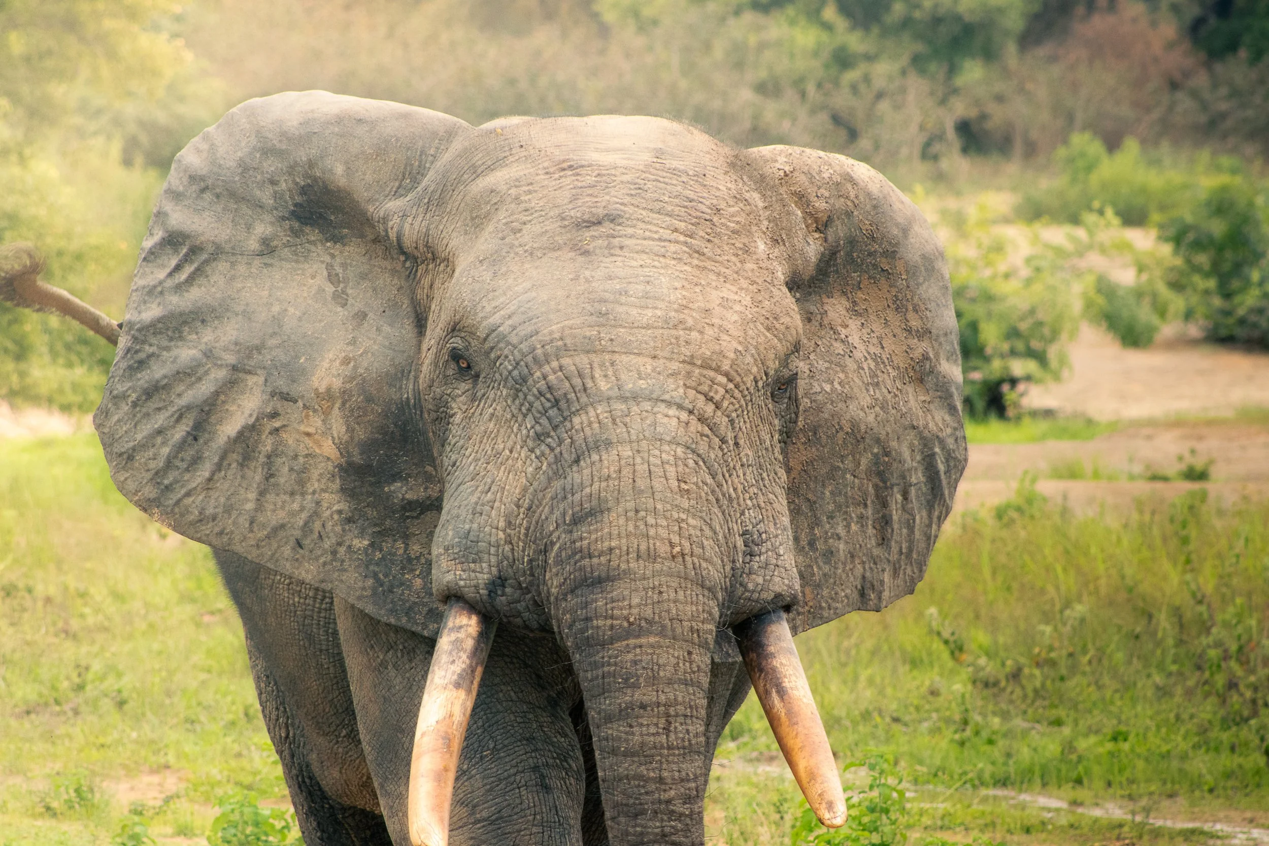 An elephant roams Mole National Park, Ghana