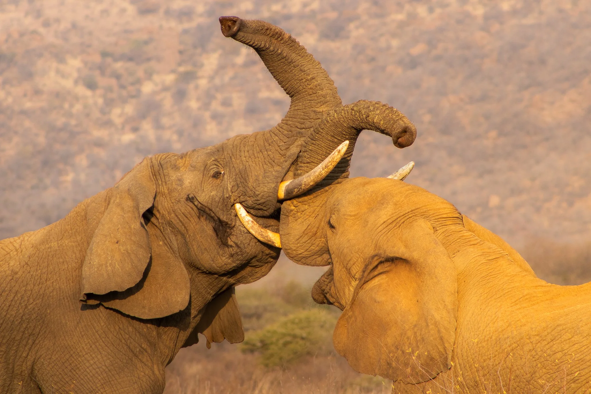Two elephants clash in Pilanesberg National Park, South Africa