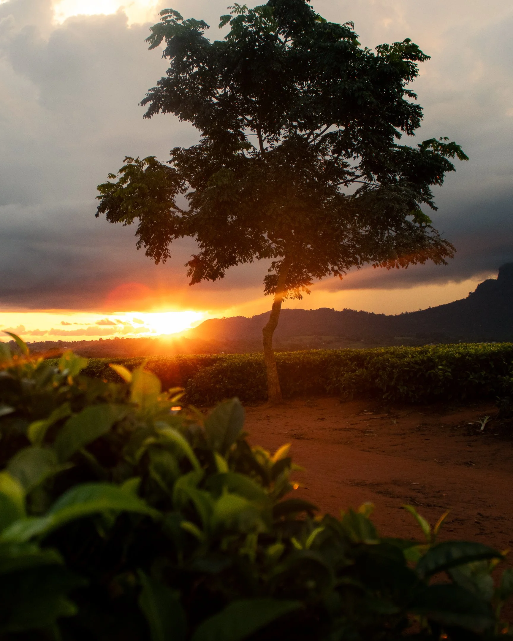 The sun sets in the tea fields of Mulanje, Malawi