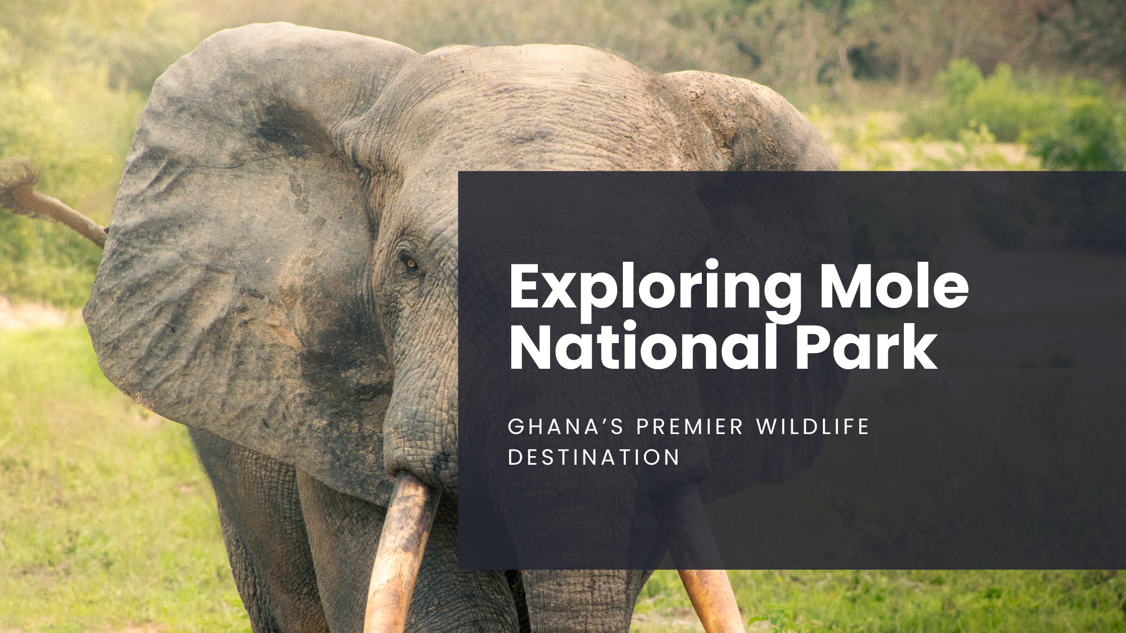 Top 10 Safari Holidays in Kakum National Park, Ghana for 2026/2027, image size:2240x1260