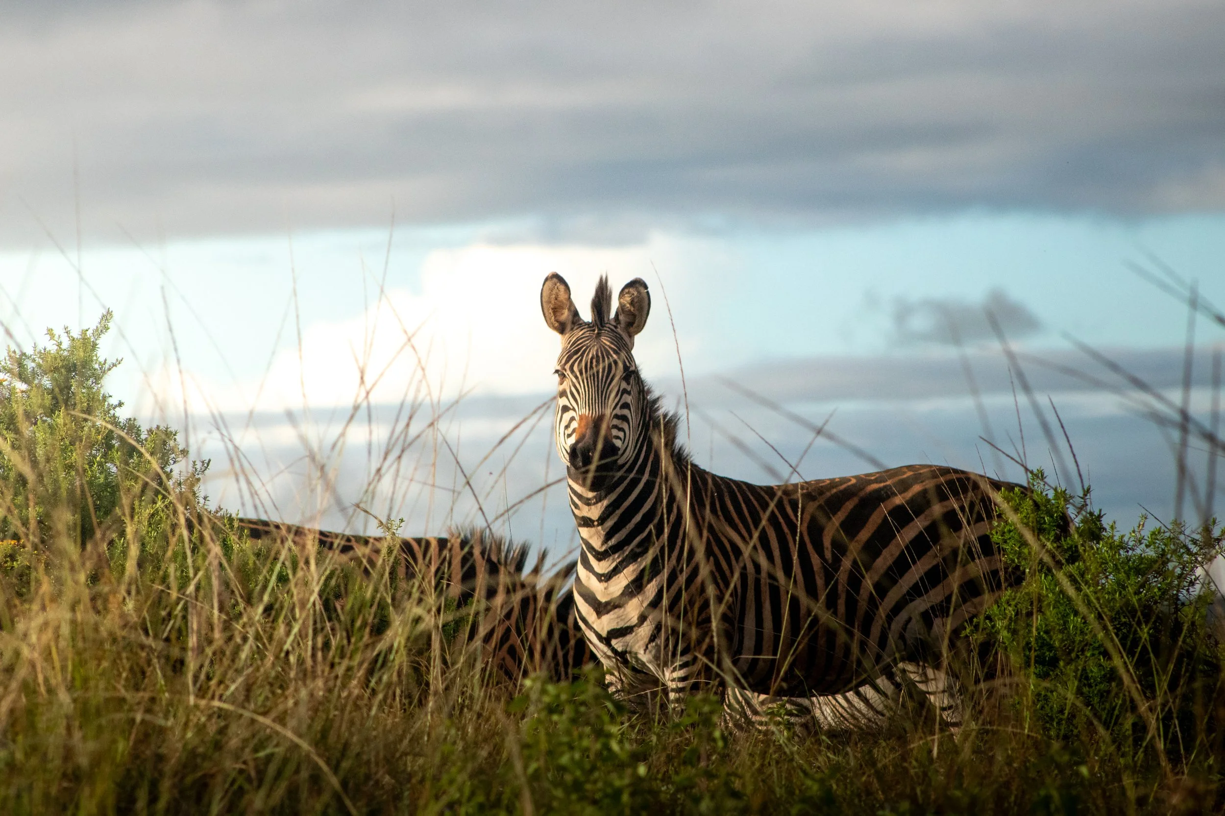 A zebra standing in the evening glow amidst the tall grass of Nyika National Park, Malawi