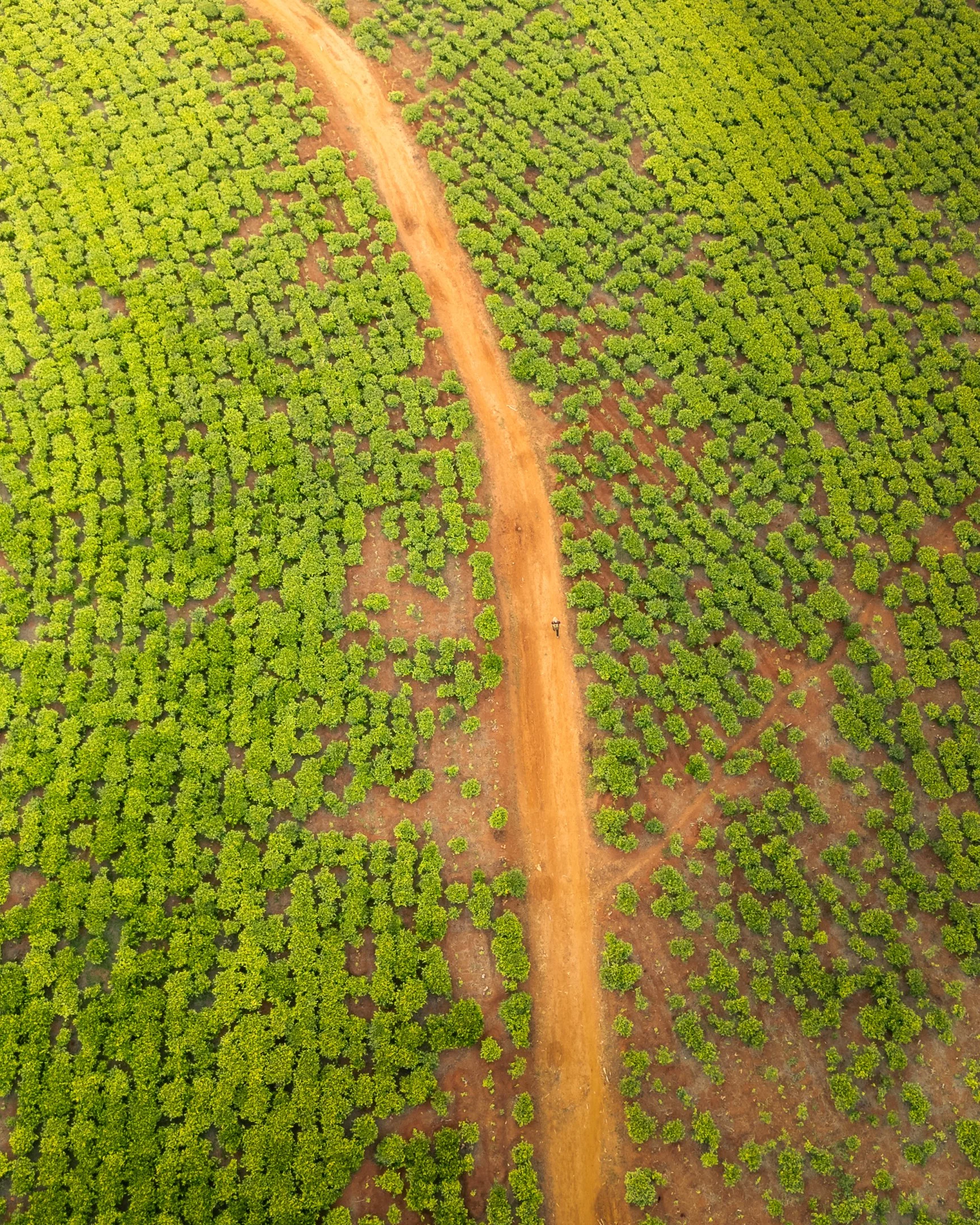 Aerial view of the tea fields in Mulanje, Malawi