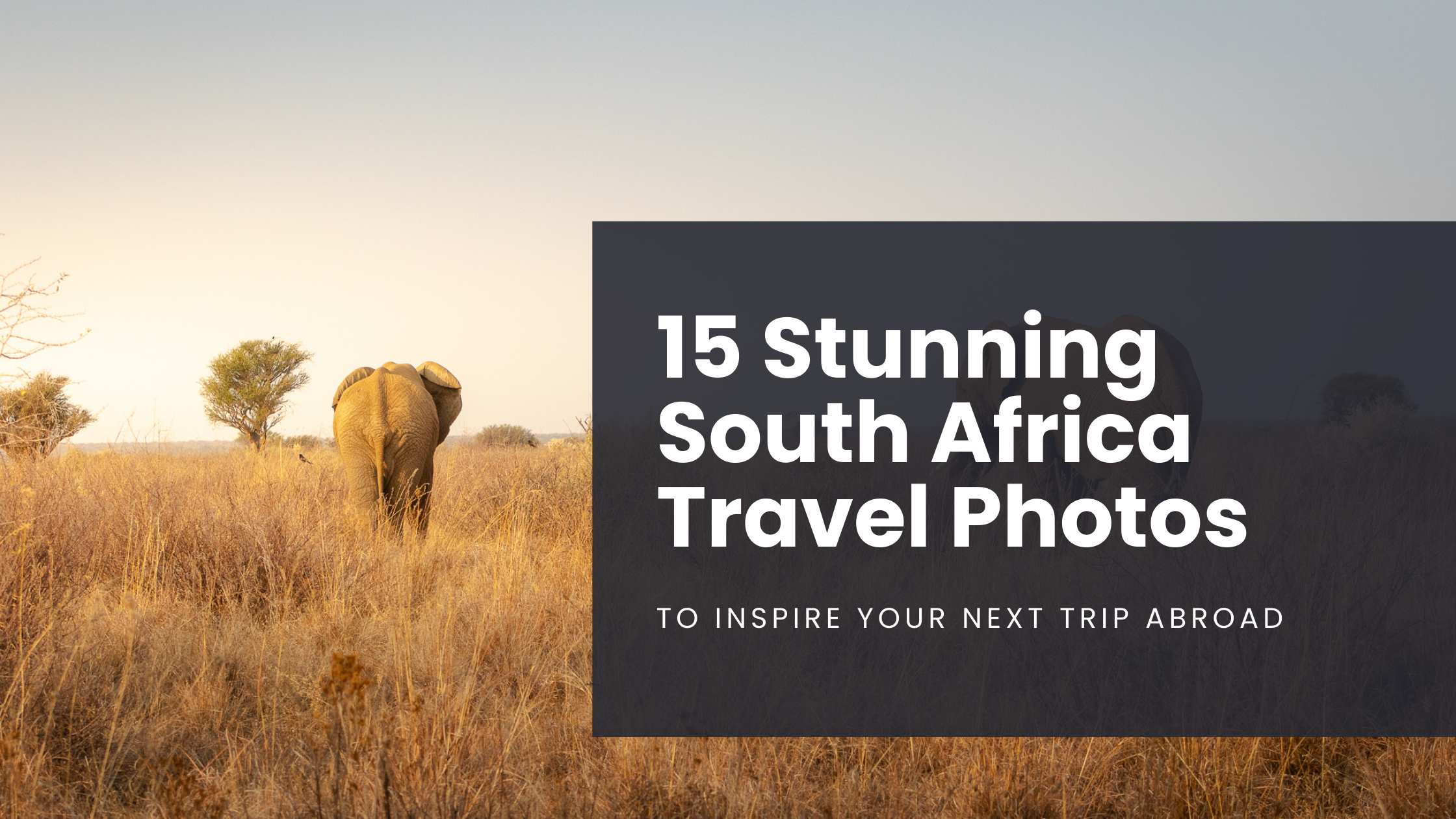 An elephant walking away from the camera at sunset in South Africa. This is the header image of a blog post about South Africa travel photos