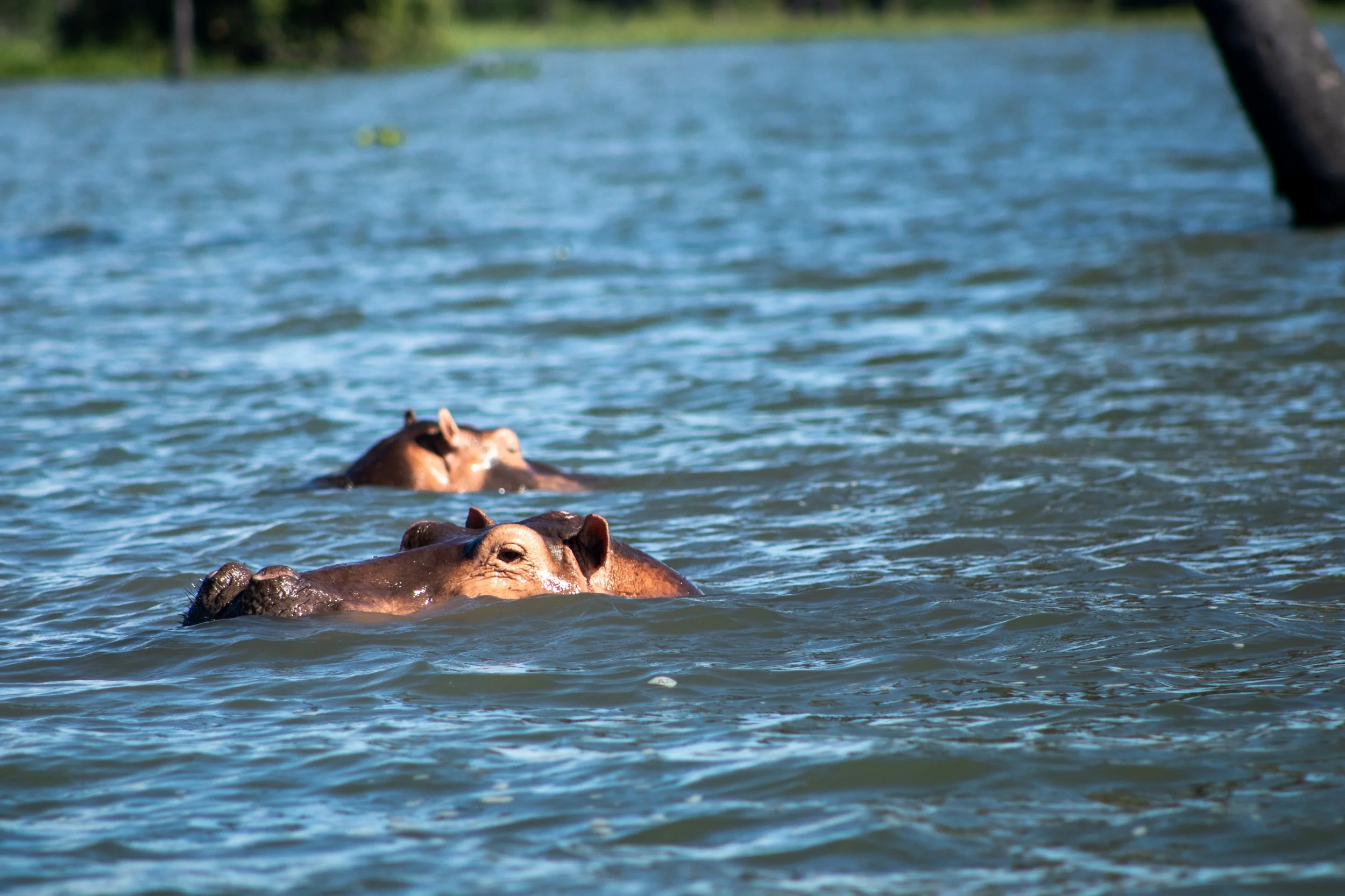 Two hippos breach the water of a dark blue Shire River in Liwonde National Park, Malawi