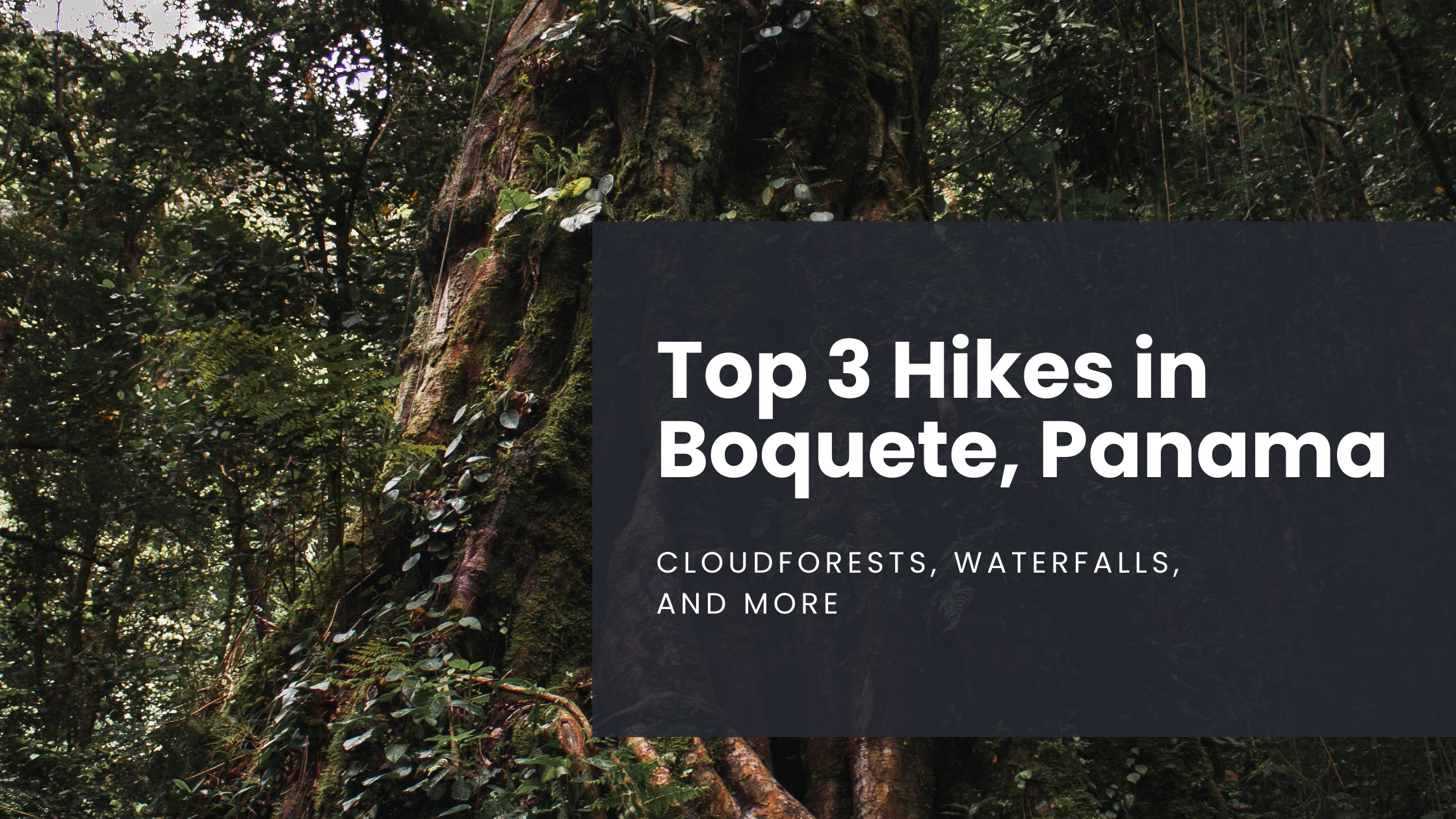 A 1,000 year old tree, full of vines, stands tall on the Pipeline Hiking Trail in Boquete, Panama