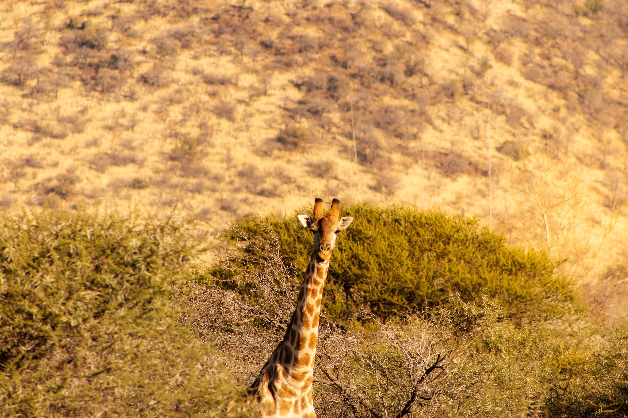 A giraffe spots onlookers at Pilanesberg National Park in South Africa