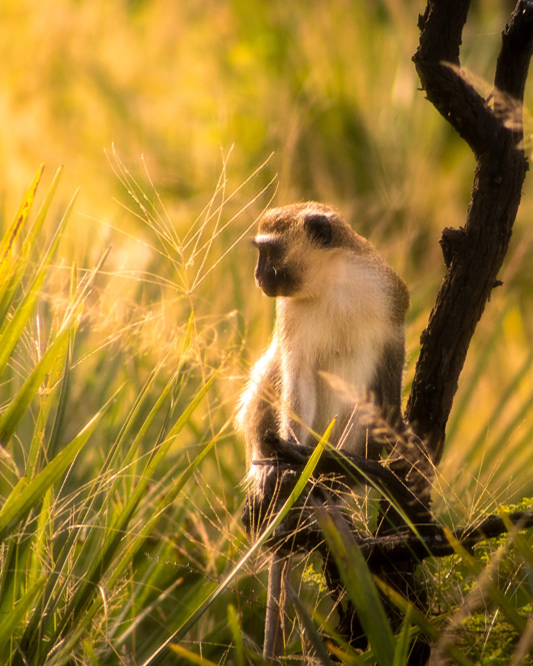 A monkey clings to the branch in Liwonde National Park, Malawi