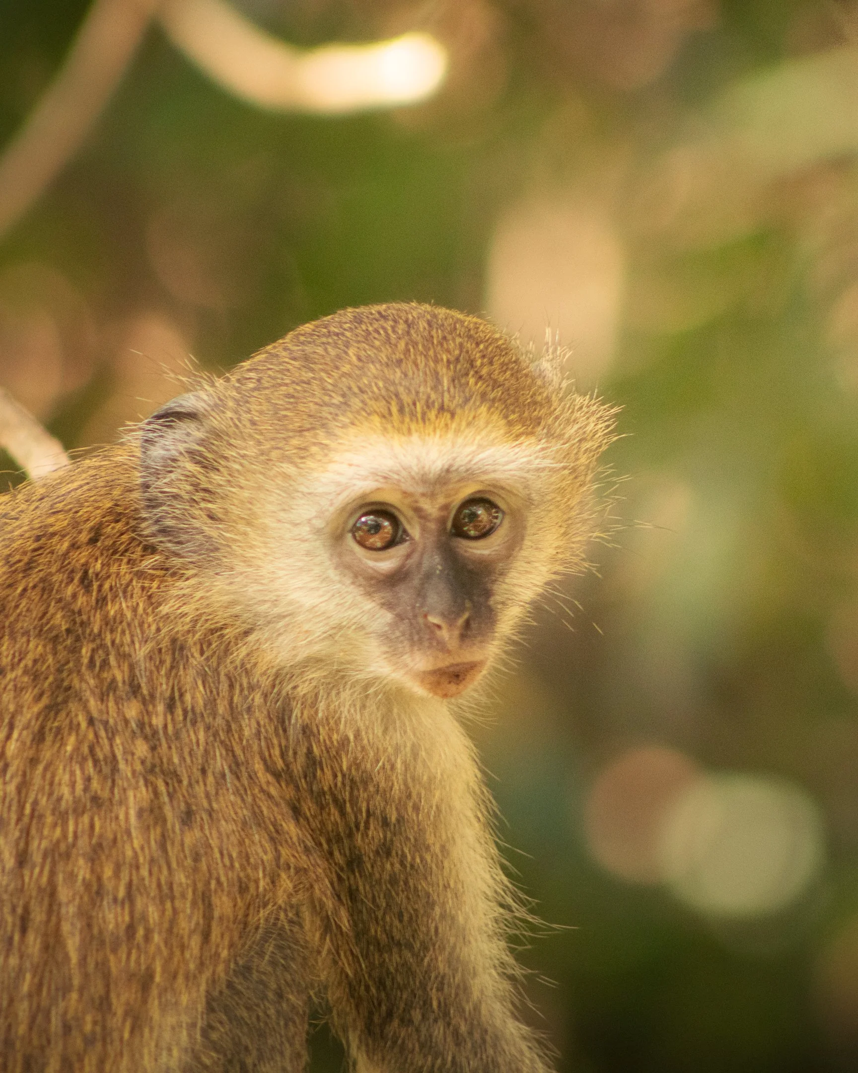 A monkey is spotted at the Wildlife Conservatory in Lilongwe, Malawi