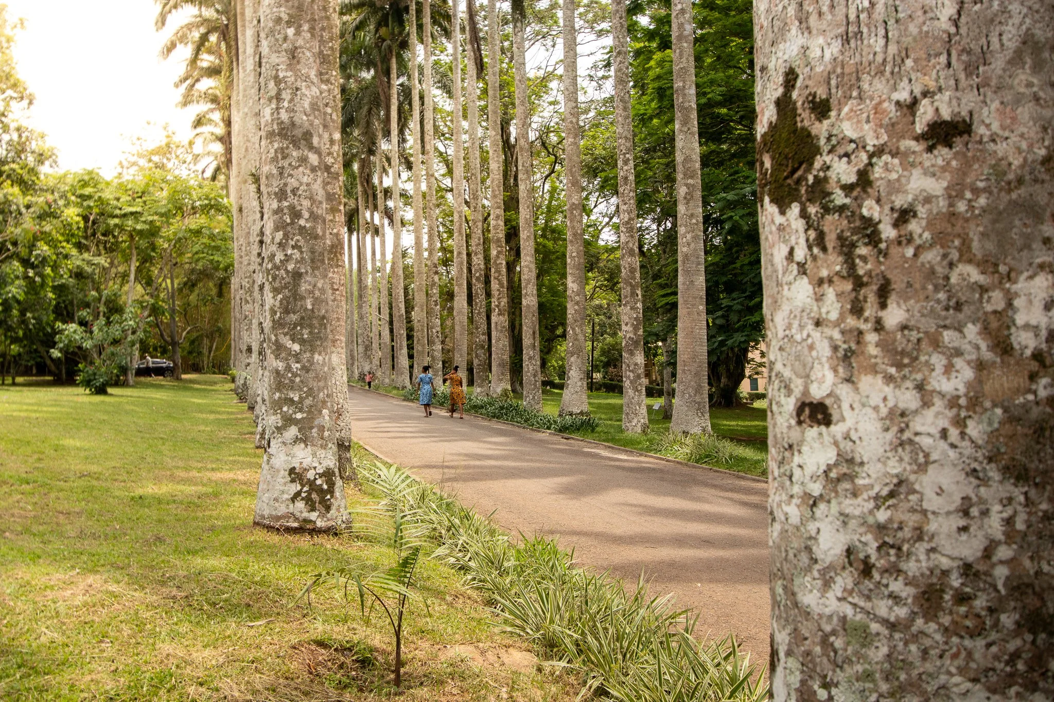 Two women in colorful dresses walk the entry path at Aburi Botanical Gardens, flanked by tall royal palm trees and lit by the afternoon sun