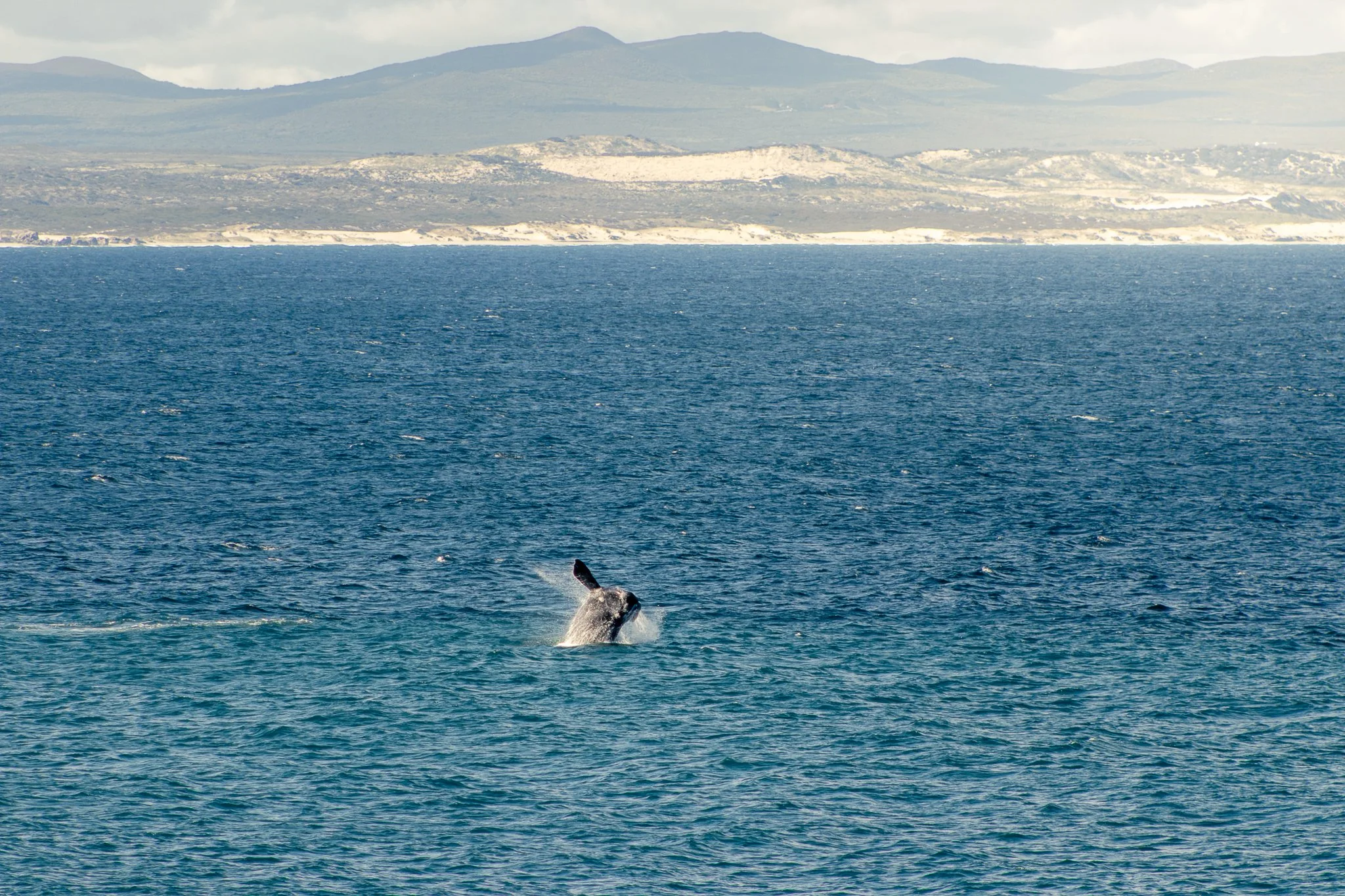 A Southern Right whale breaches the surface in Hermanus, South Africa