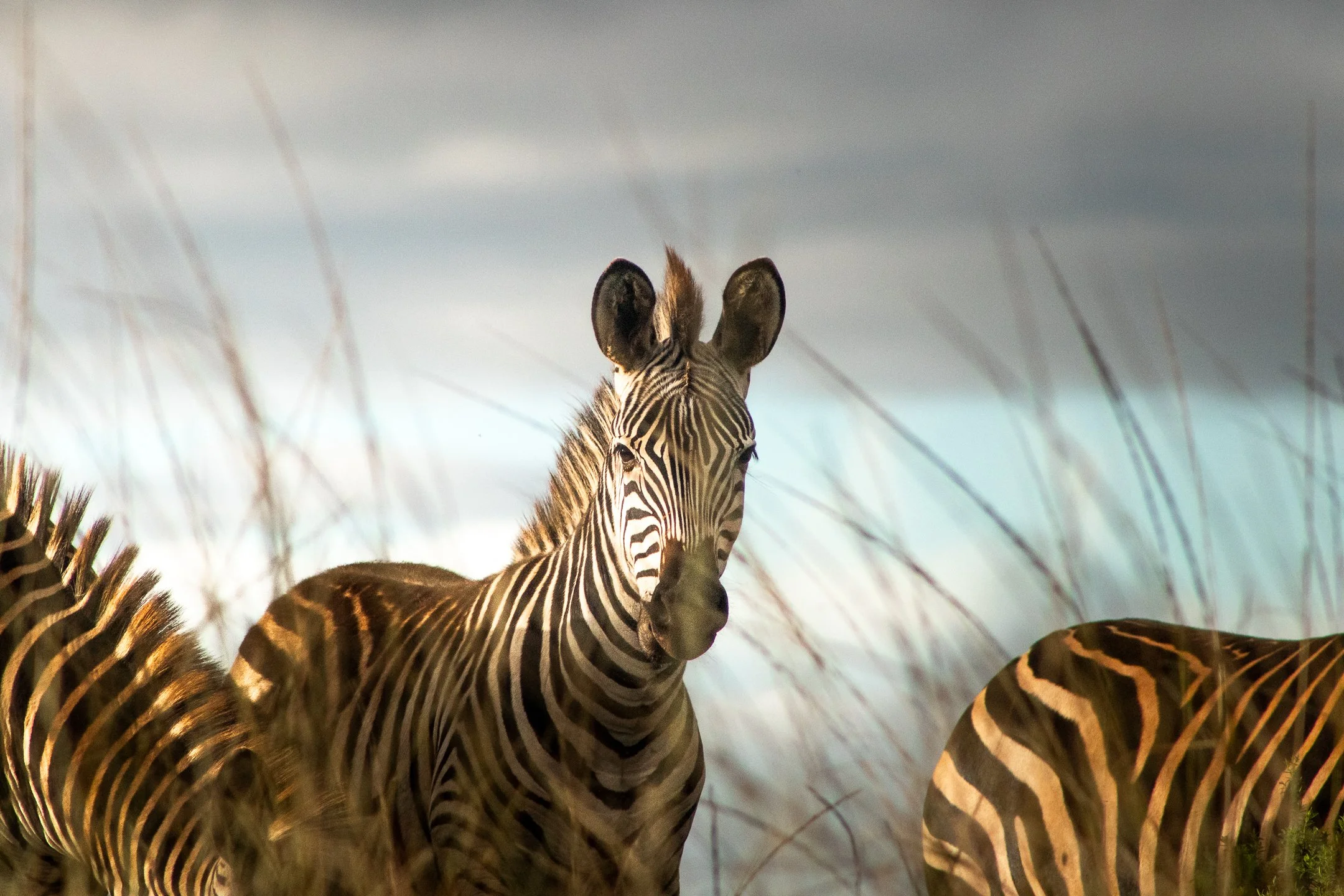 A Zebra is captured at sunset in Nyika National Park, Malawi
