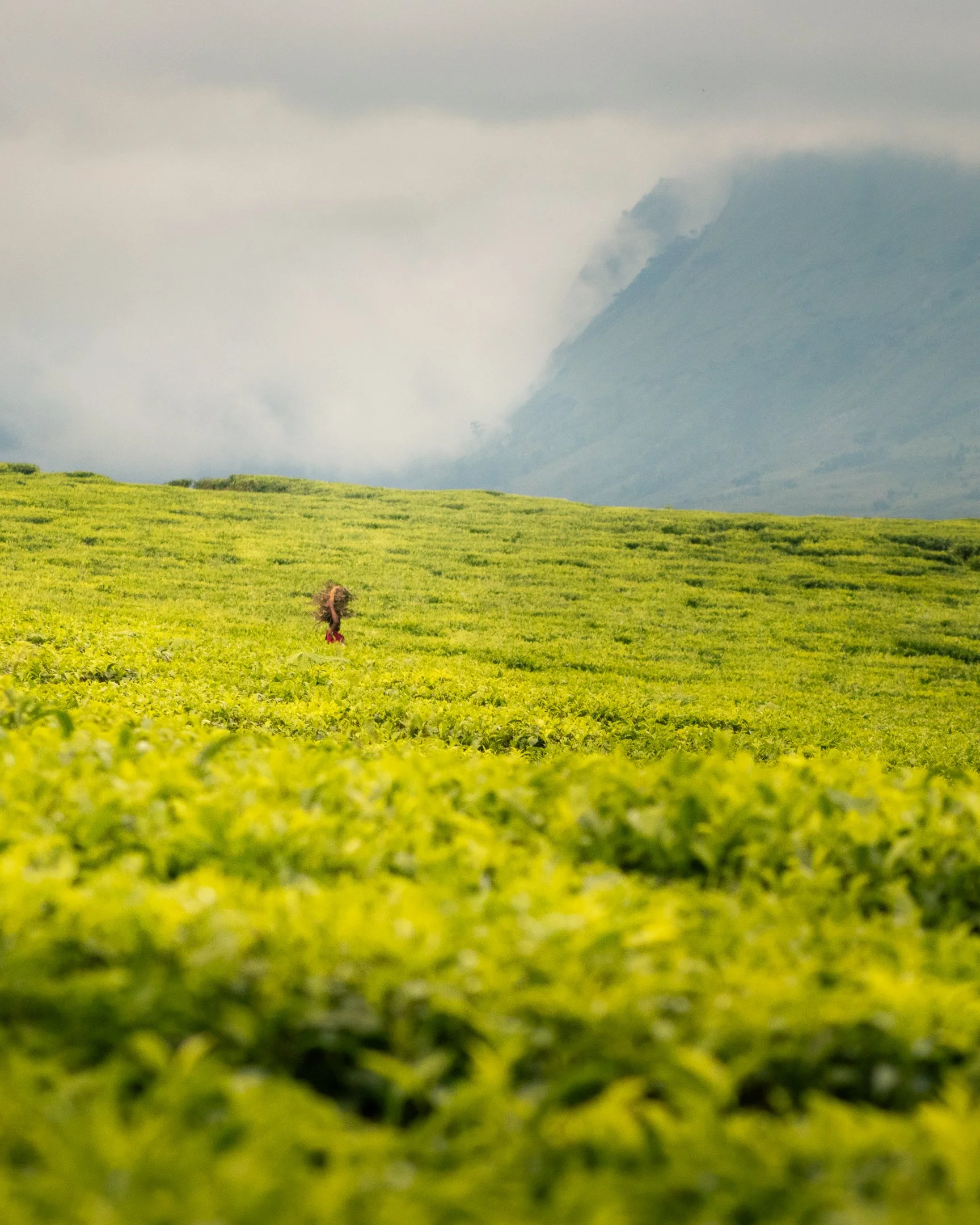 A women walks through the tea fields in Mulanje, Malawi