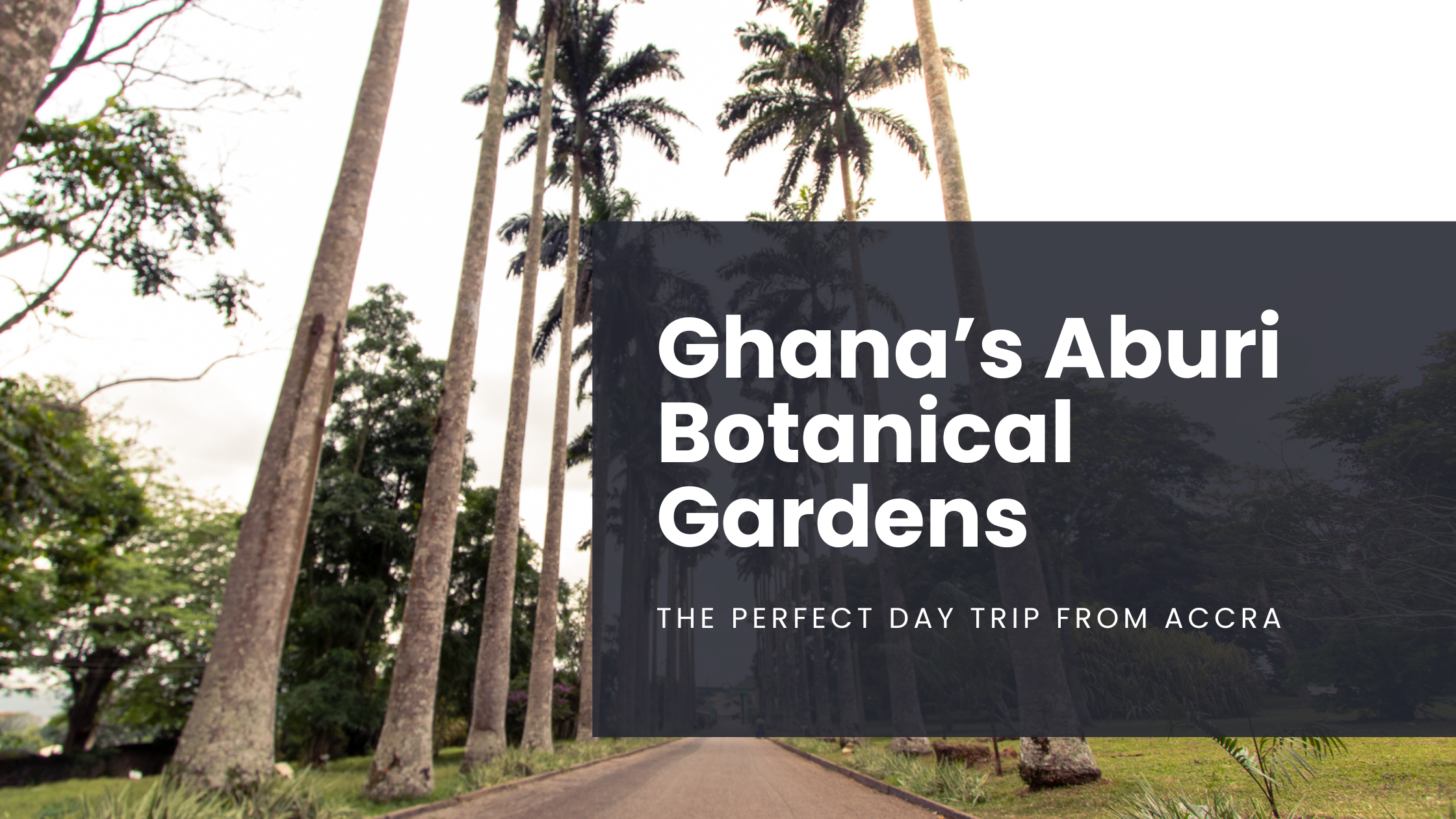 Royal Palm Trees at the entrance way to the Aburi Botanical Gardens in Accra, Ghana
