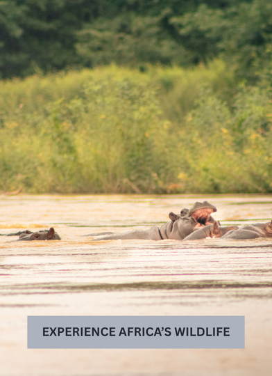 A guide to Ghana's Wechiau Hippo Sanctuary