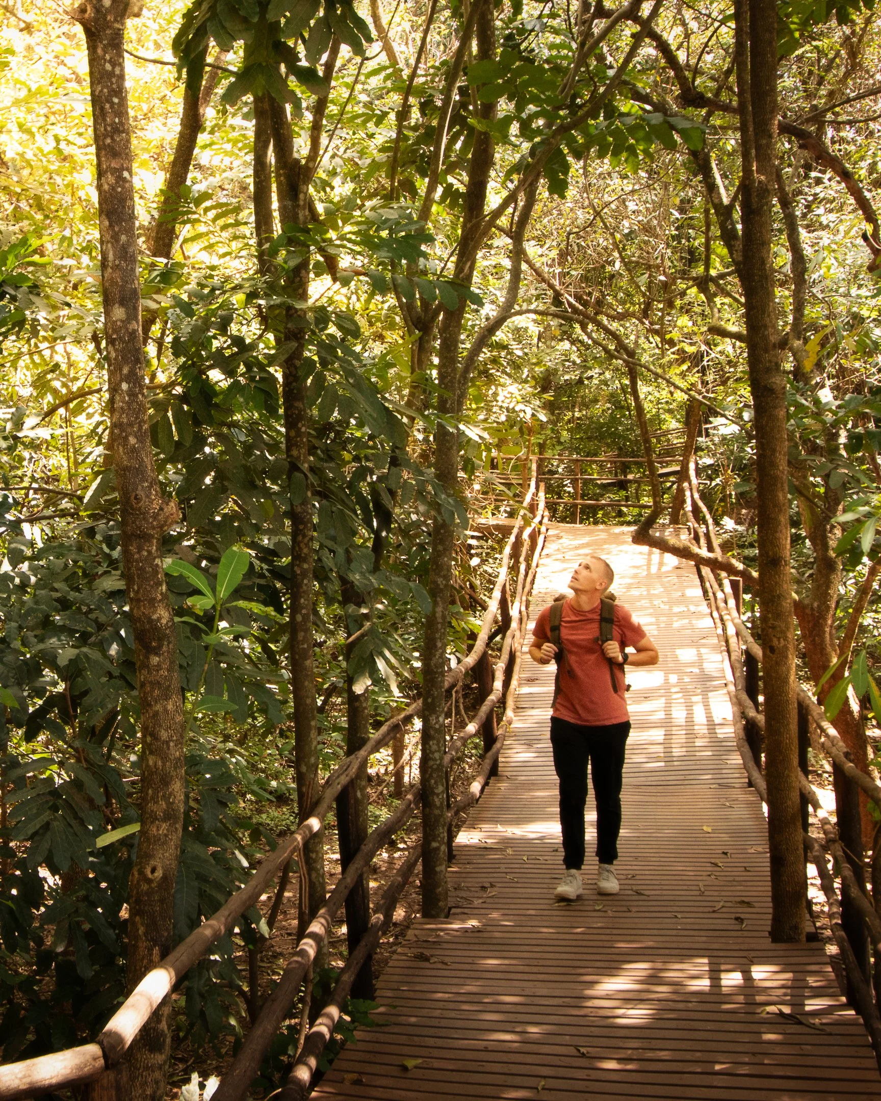 A man walks through the dense forest of the Lilongwe Wildlife Center in Malawi