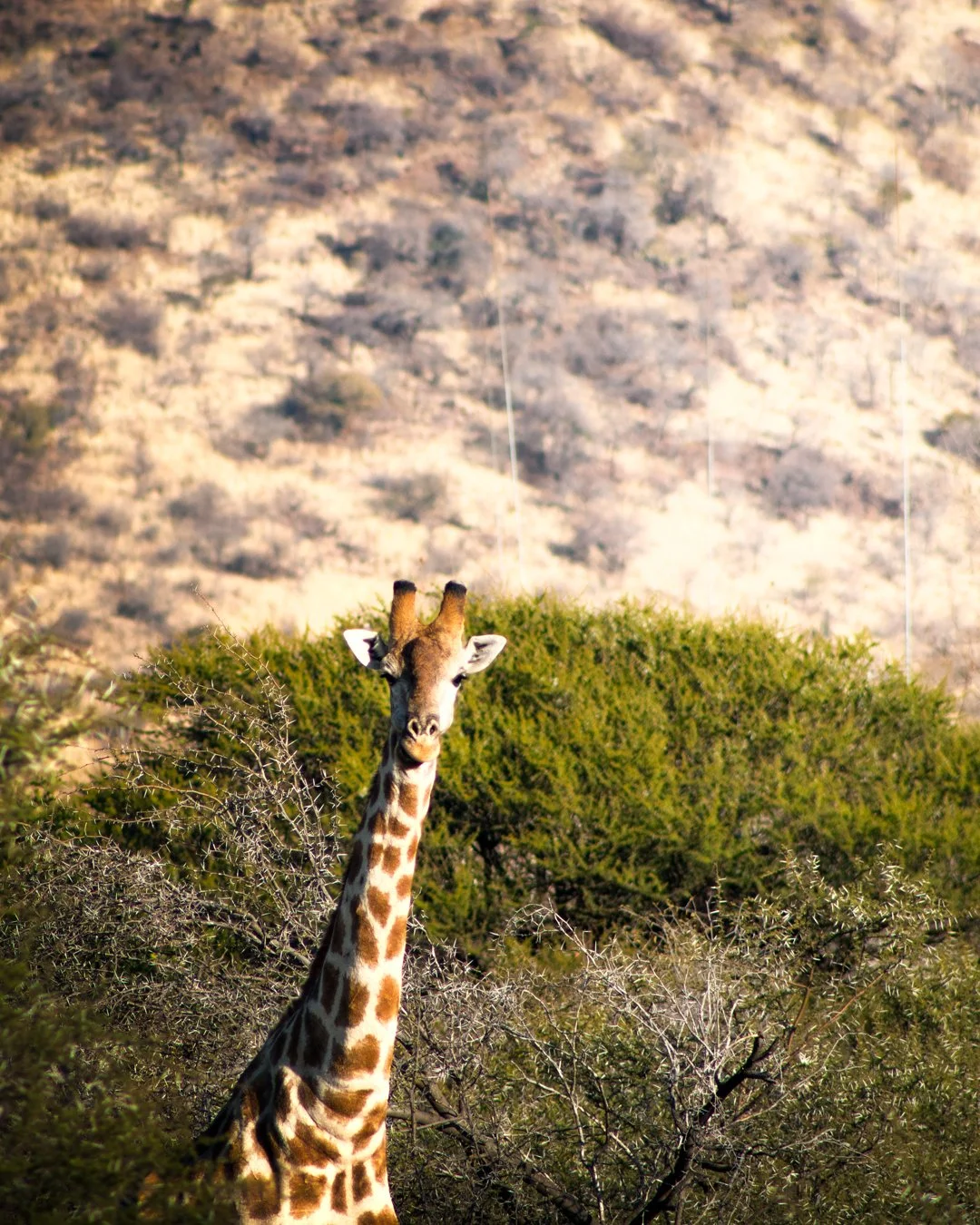 A giraffe spots the photographer in Pilanesberg, South Africa