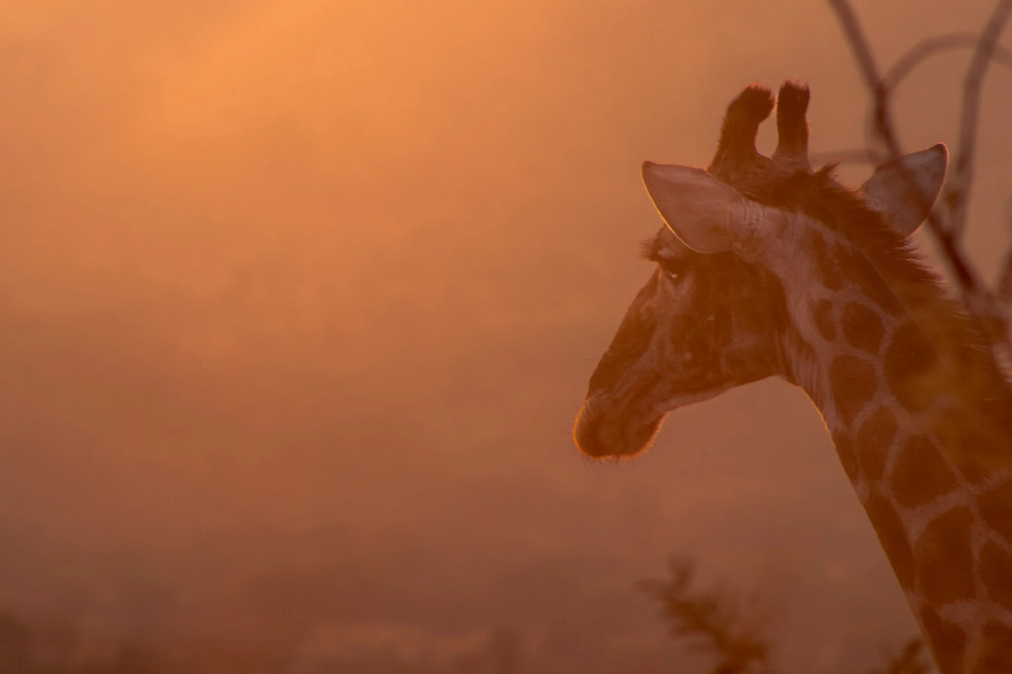 A giraffe gazes into the valley below at sunrise in Pilanesberg National Park