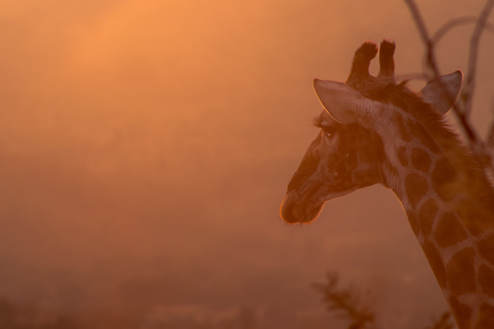 A giraffe basks in the morning glow in Pilanesberg, South Africa