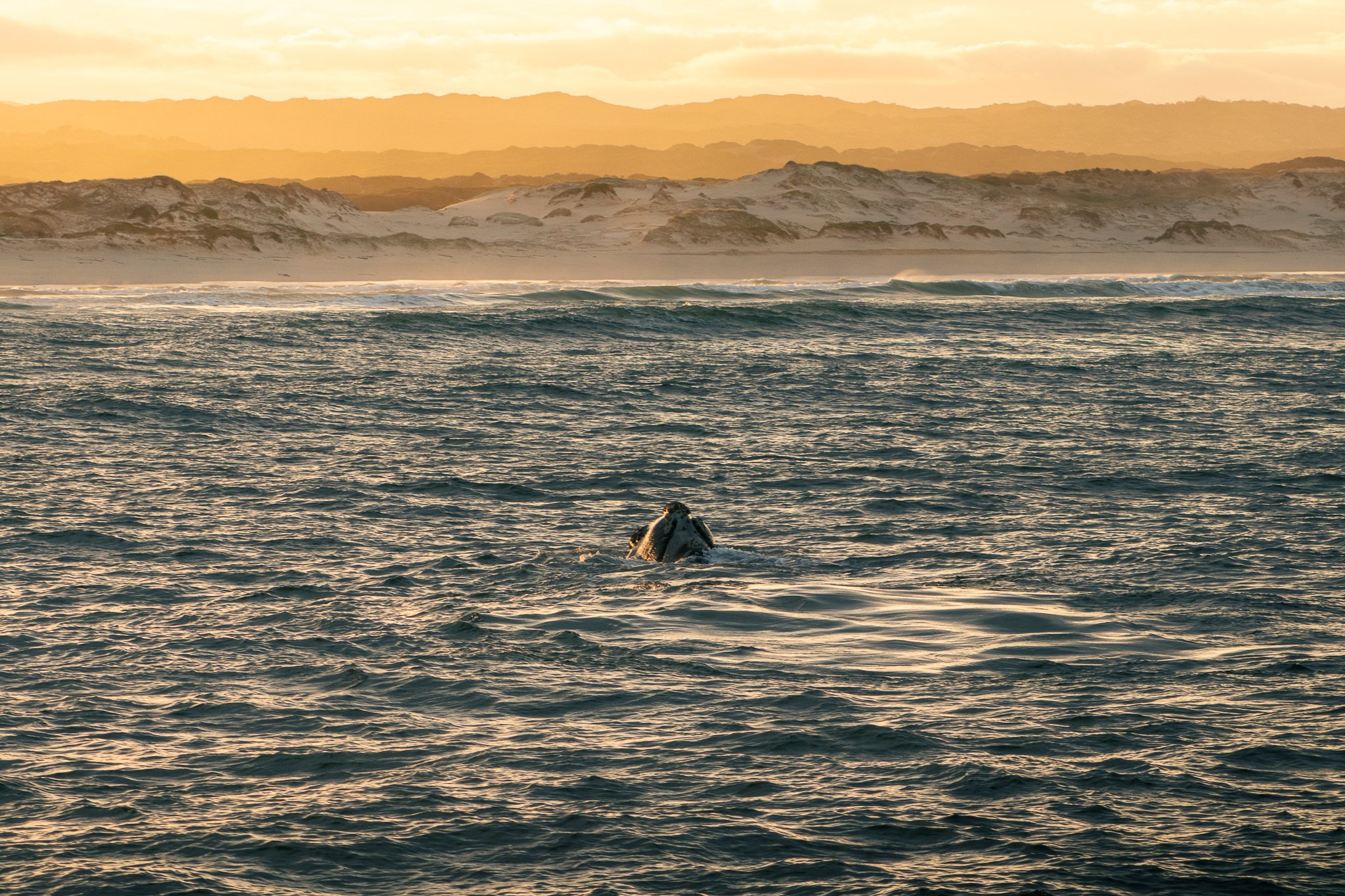 A whale breaches the surface in the morning glow of Hermanus, South Africa