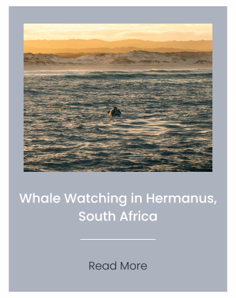 Image of a whale in Hermanus, South Africa at sunrise