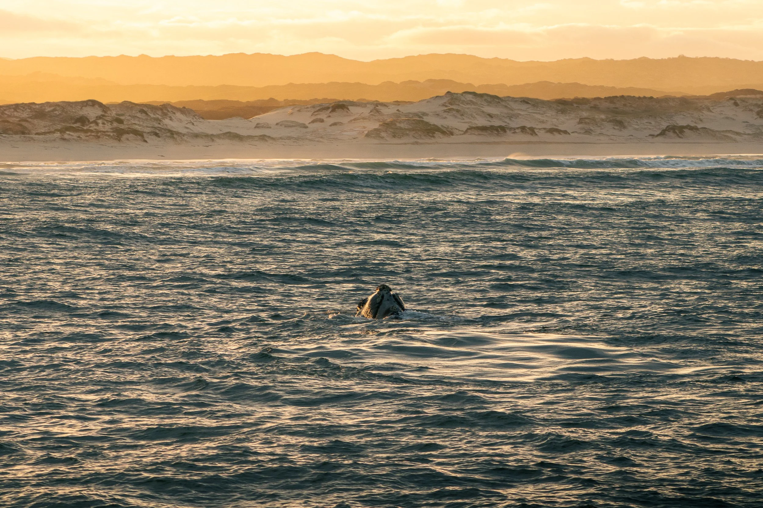 A Southern Right Whale breaches the surface in the morning glow of sunrise off the coast of Hermanus, South Africa