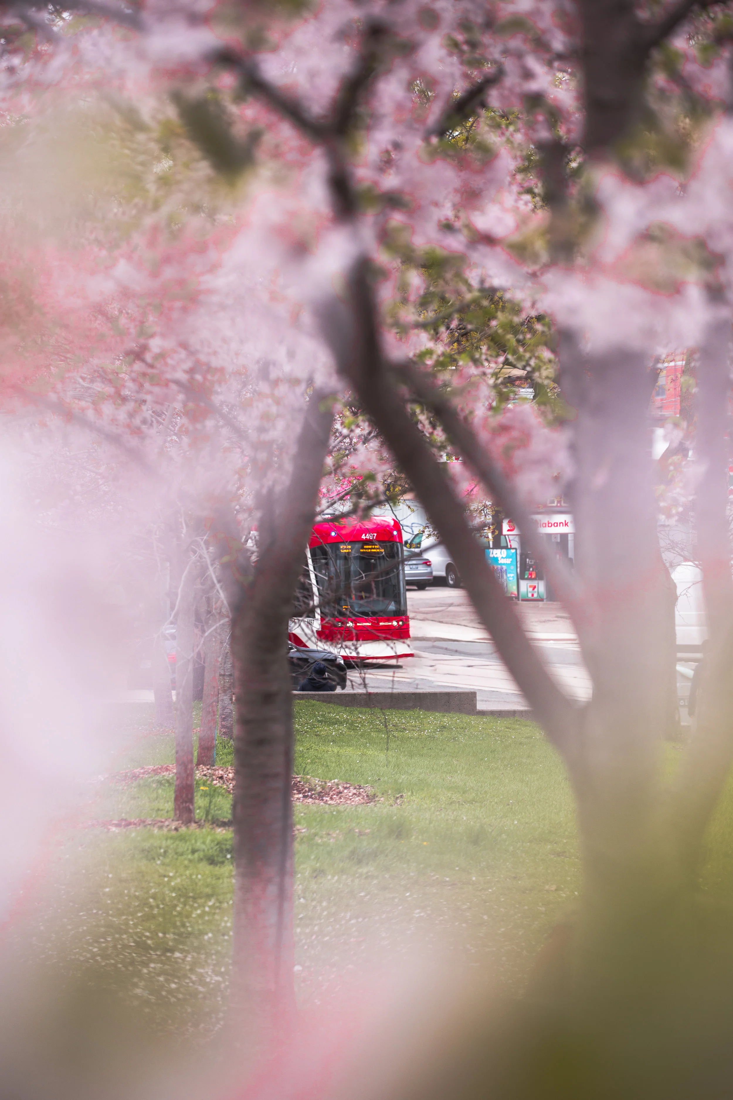 Trinity Bellwoods Cherry Blossom Subject-.jpg