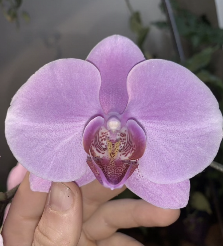 Screen Shot 2024-11-06 at 10.06.01 AM.png