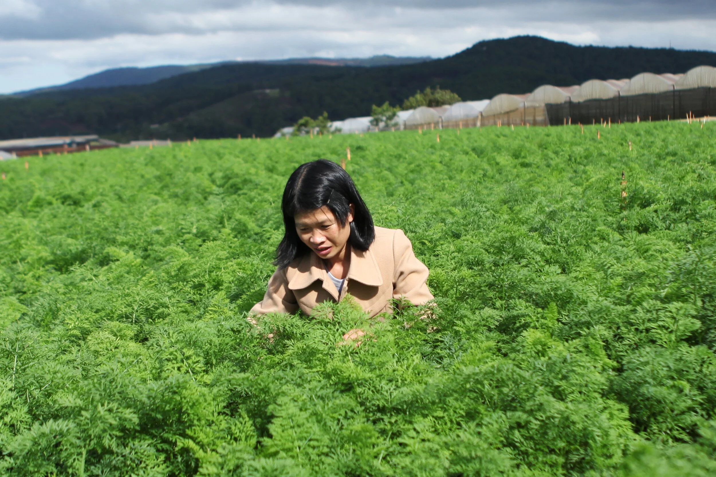 Meryl Williams Fellow to deliver quick response research into agricultural supply chains in Lam Dong, Vietnam