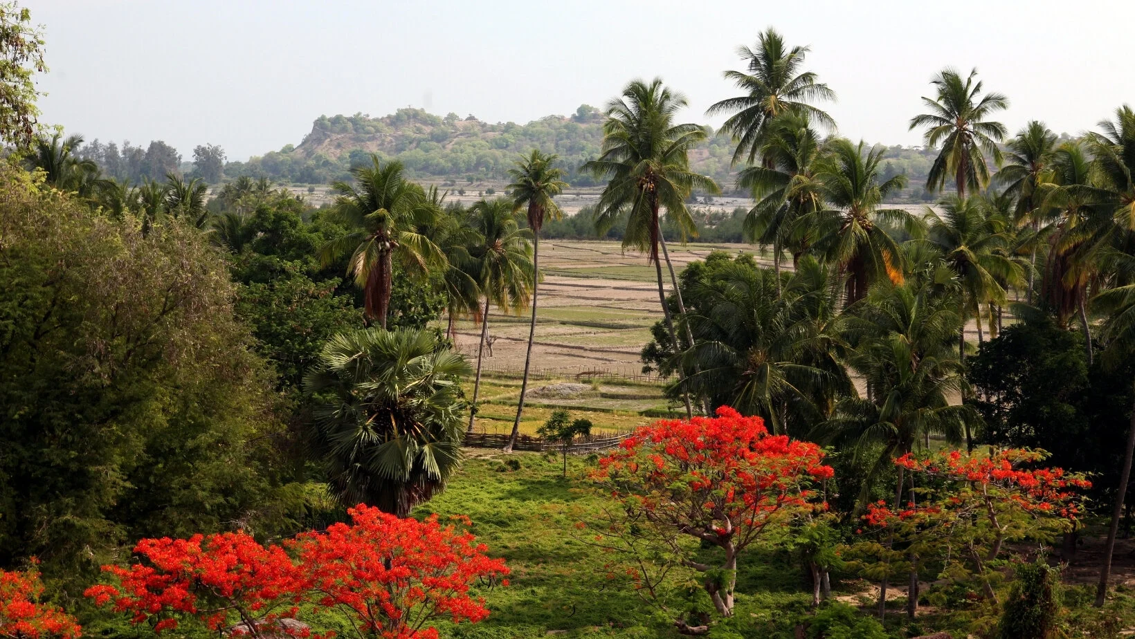 timor leste ag.jpg