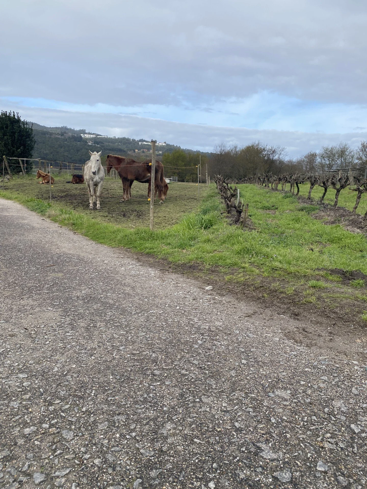 Camino de Santiago  (7).jpg