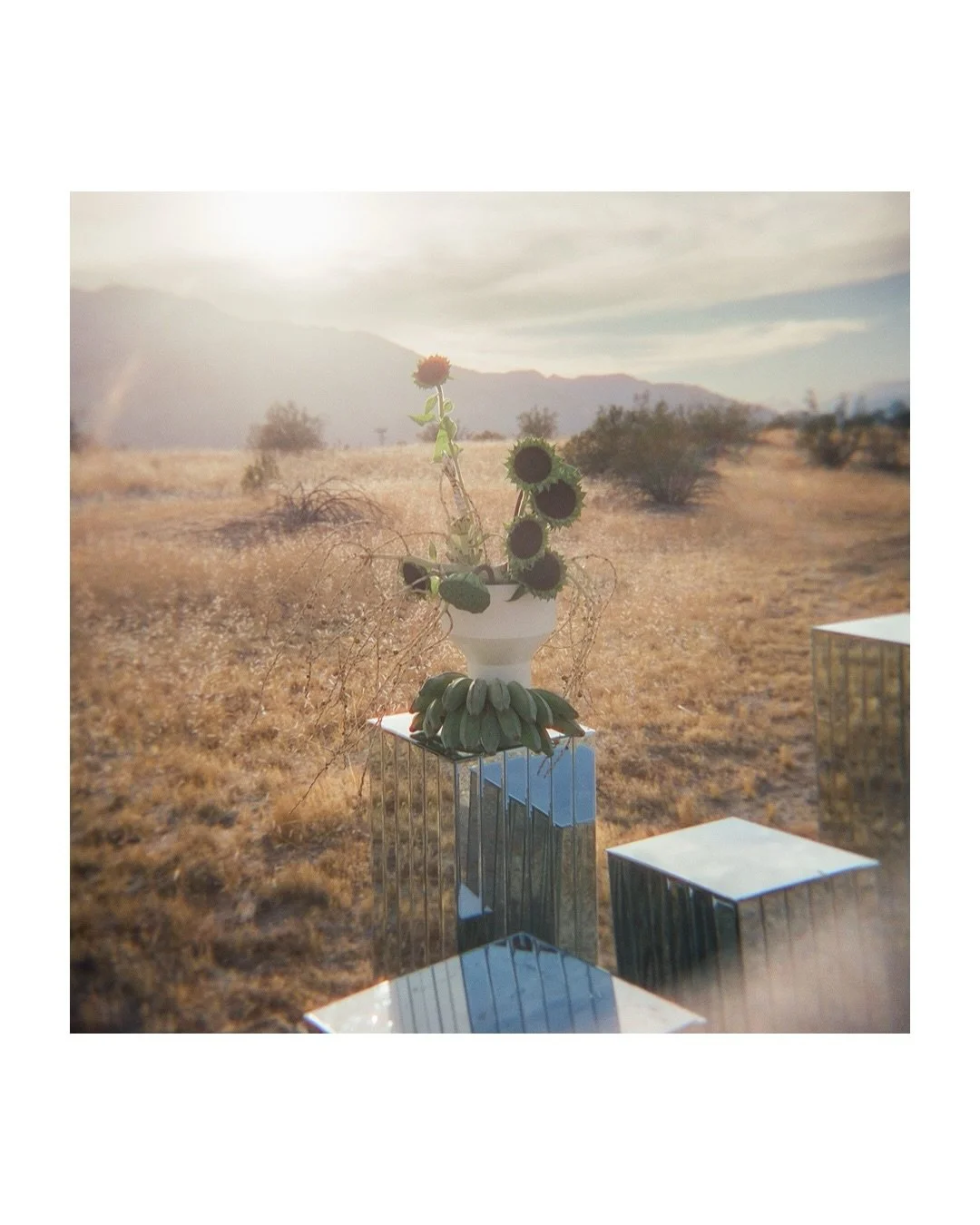 Florals on Film 🌻✨🎞️

Some moments are too magic for digital alone. Palm Springs with the incredible @thehouseofflorals was one of them! 

The light. The textures. That golden desert sun... I think film nearly does it justice.

I&rsquo;m obsessed w