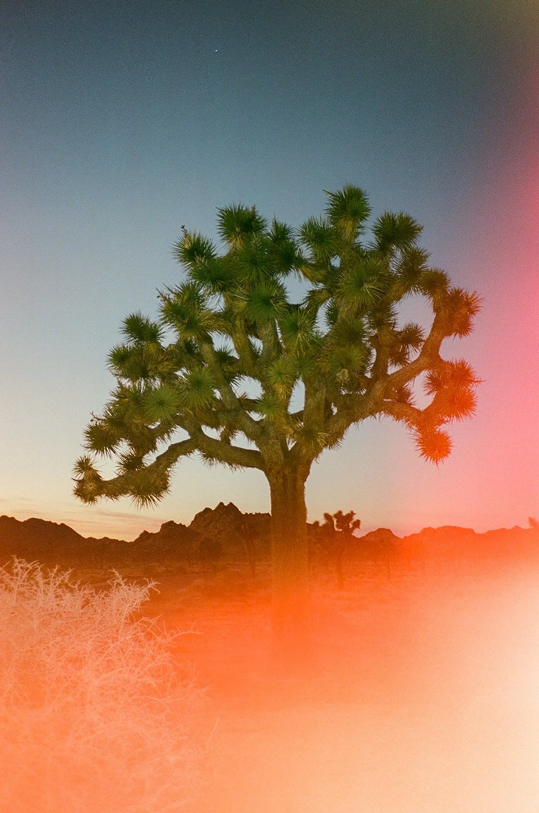 Brandon-Mimi-Joshua-Tree-Elopement-Film-74_websize.jpg