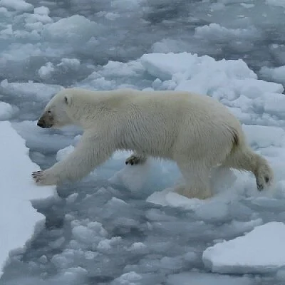 This polar bear is climate change aware. June 2017, Latitude 78' 29", Franz Josef Land