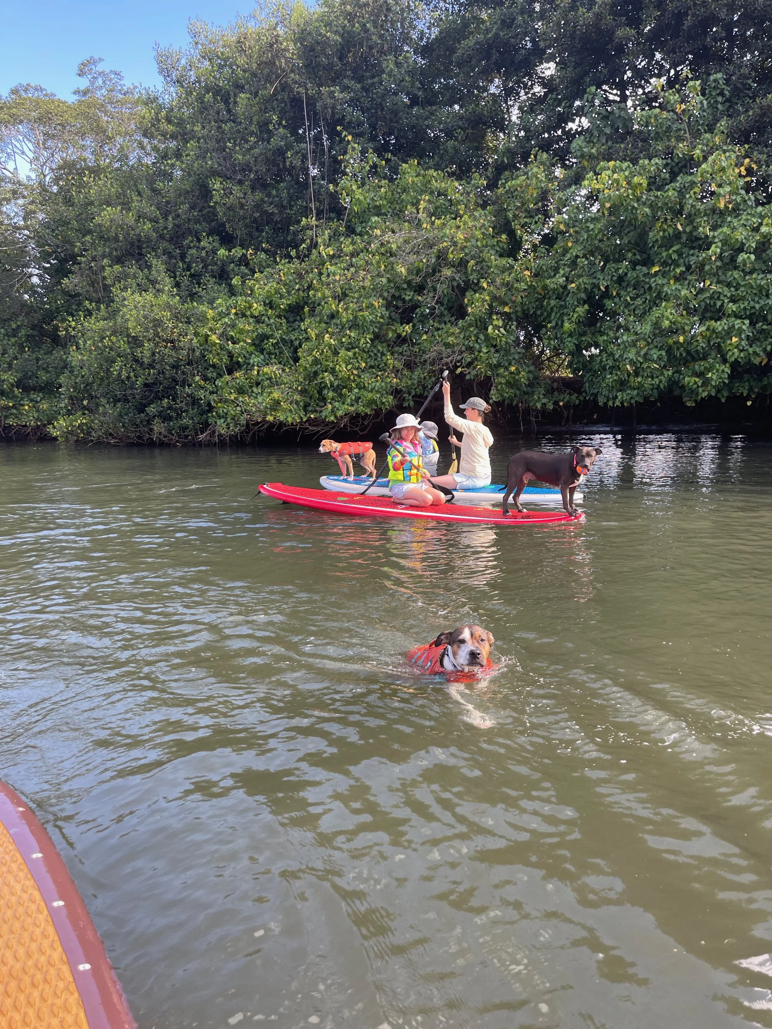 How To Teach Your Dog How to Swim