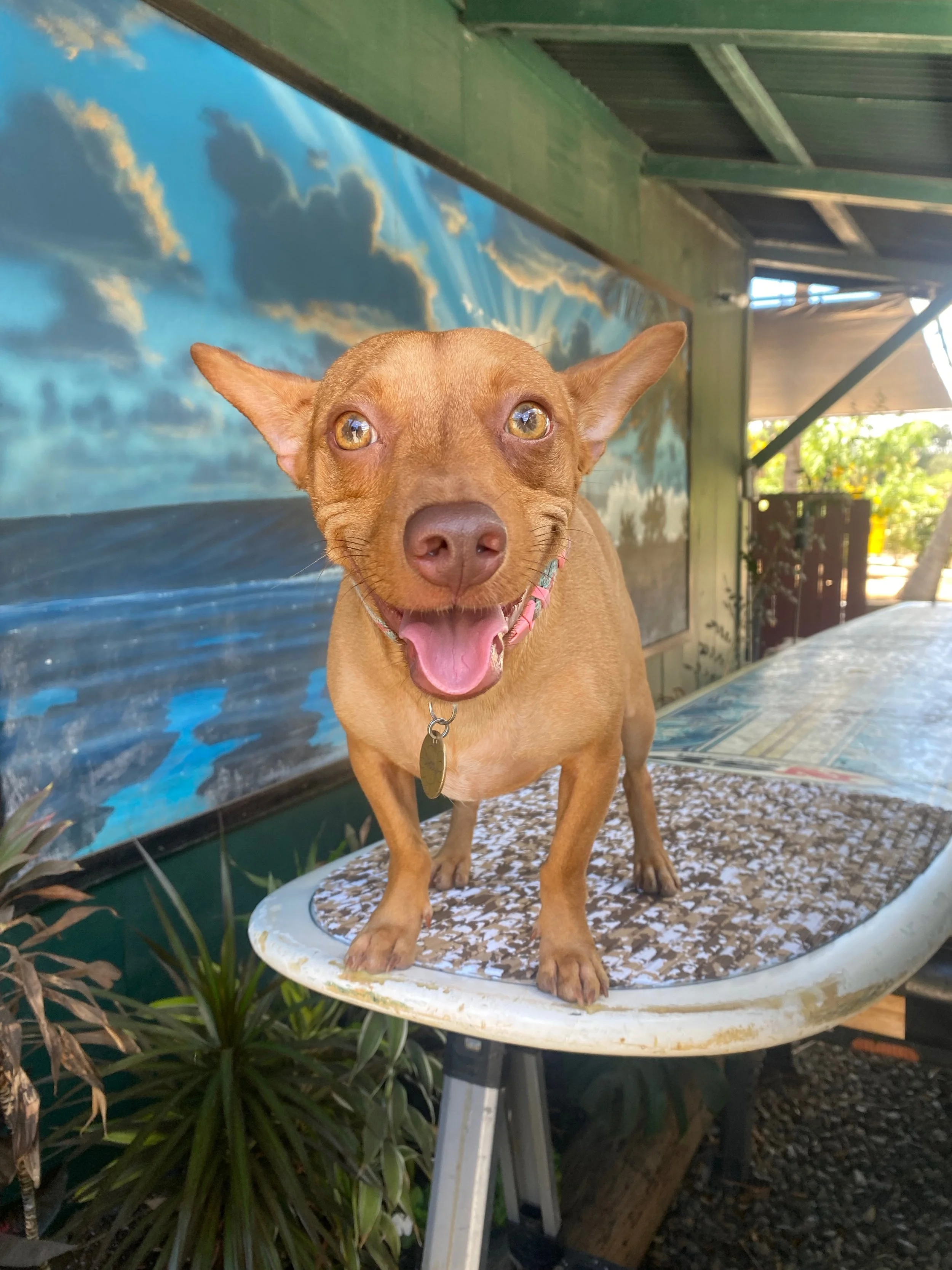 SUP Instructor: Dobby