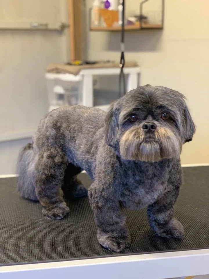 62004420_346609982719856_1674779092135706624_n (1).jpg