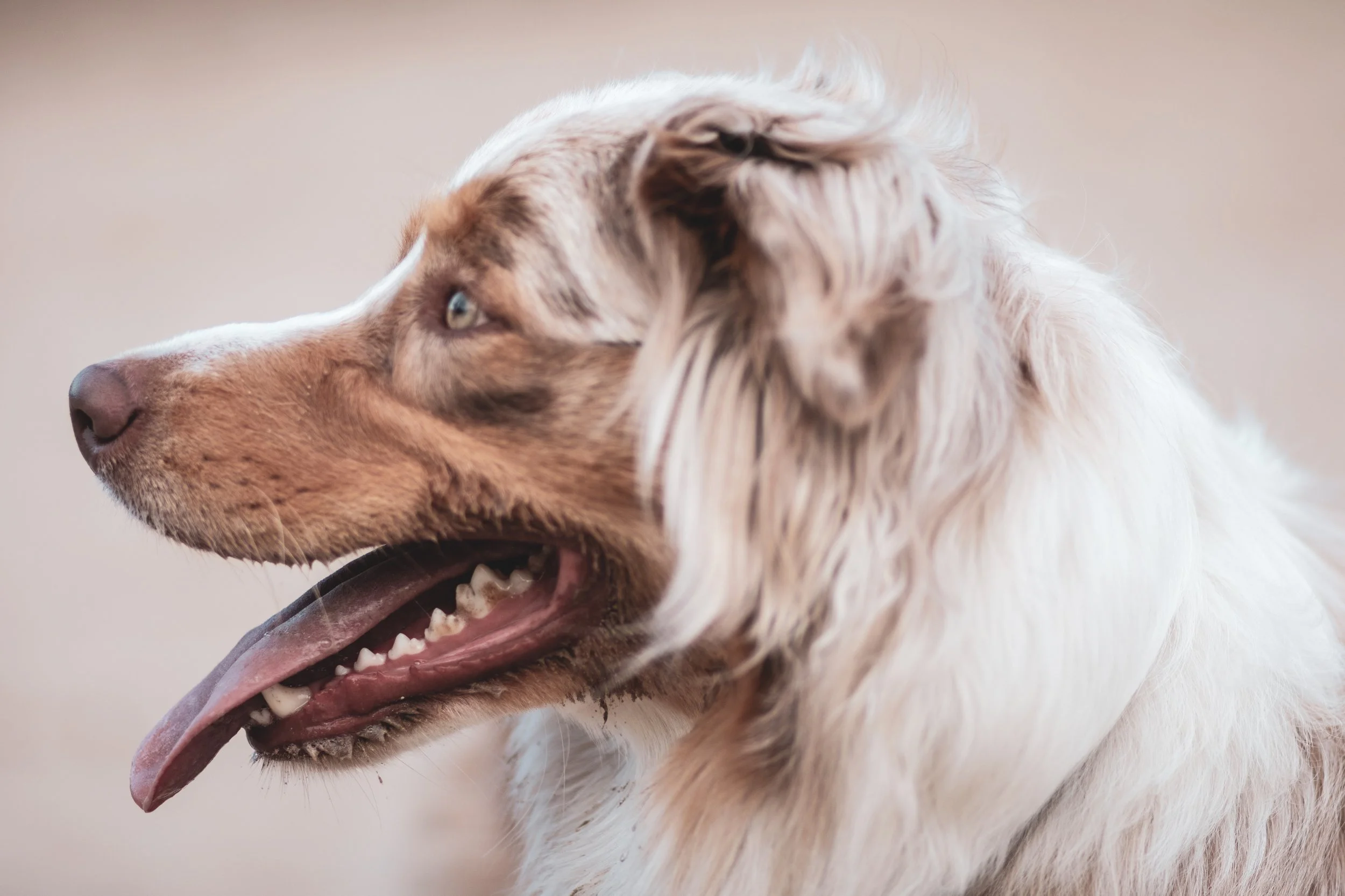 HOW TO CARE FOR YOUR DOGS TEETH