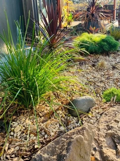 Poisonous Plants for Dogs and Safe Alternatives