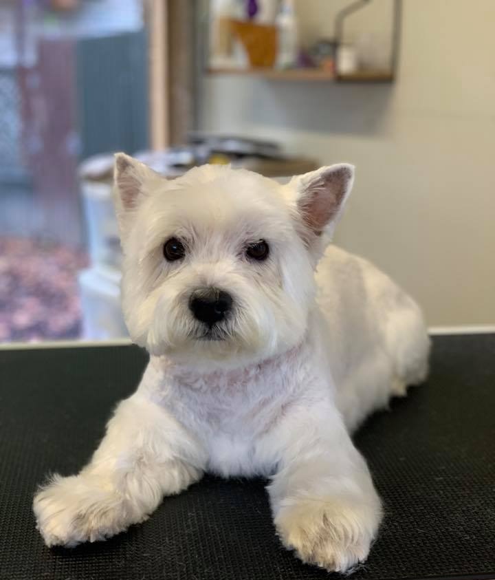 HOW OFTEN SHOULD I GROOM MY DOG?