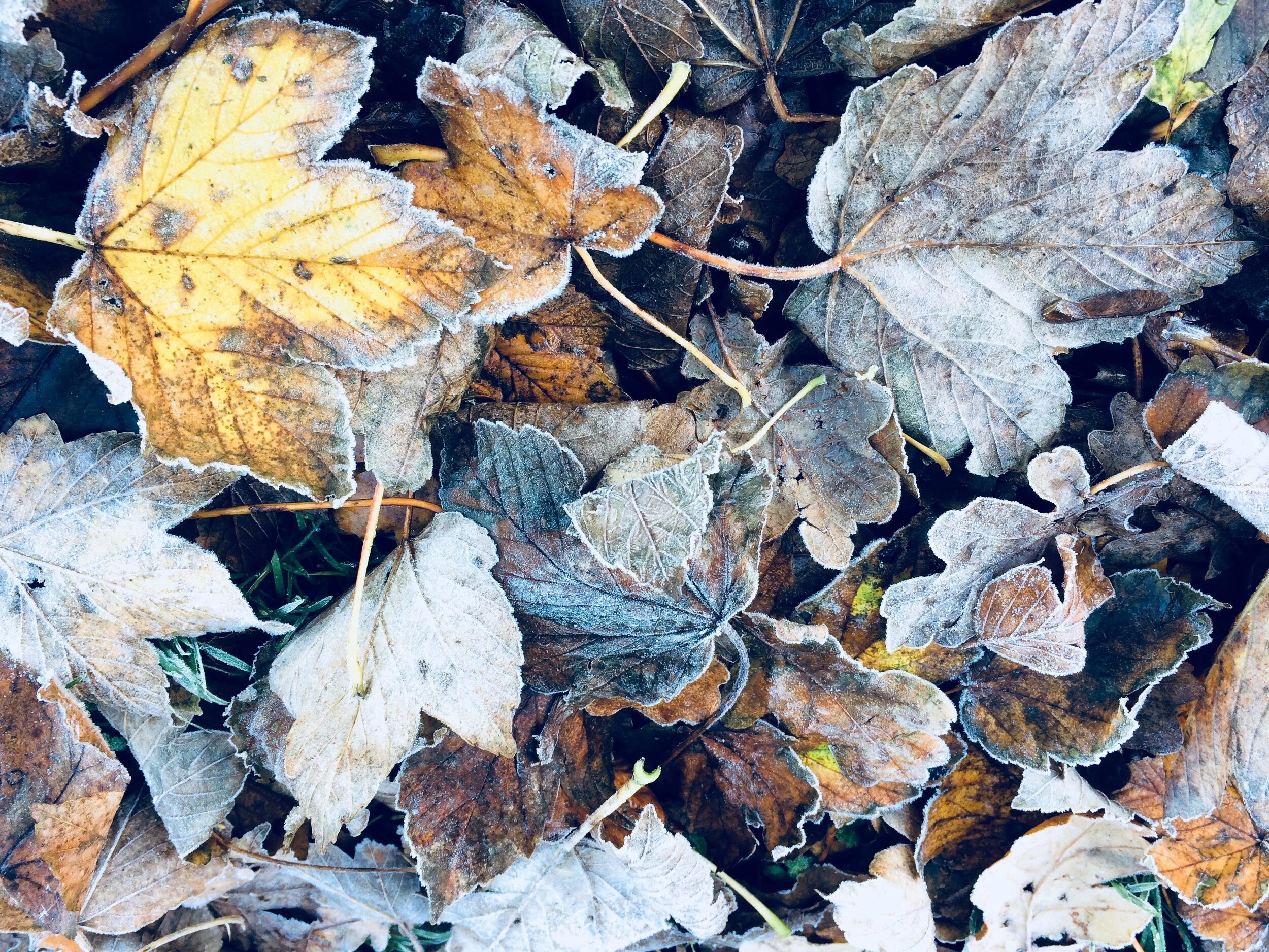 Thanks at Thanksgiving 