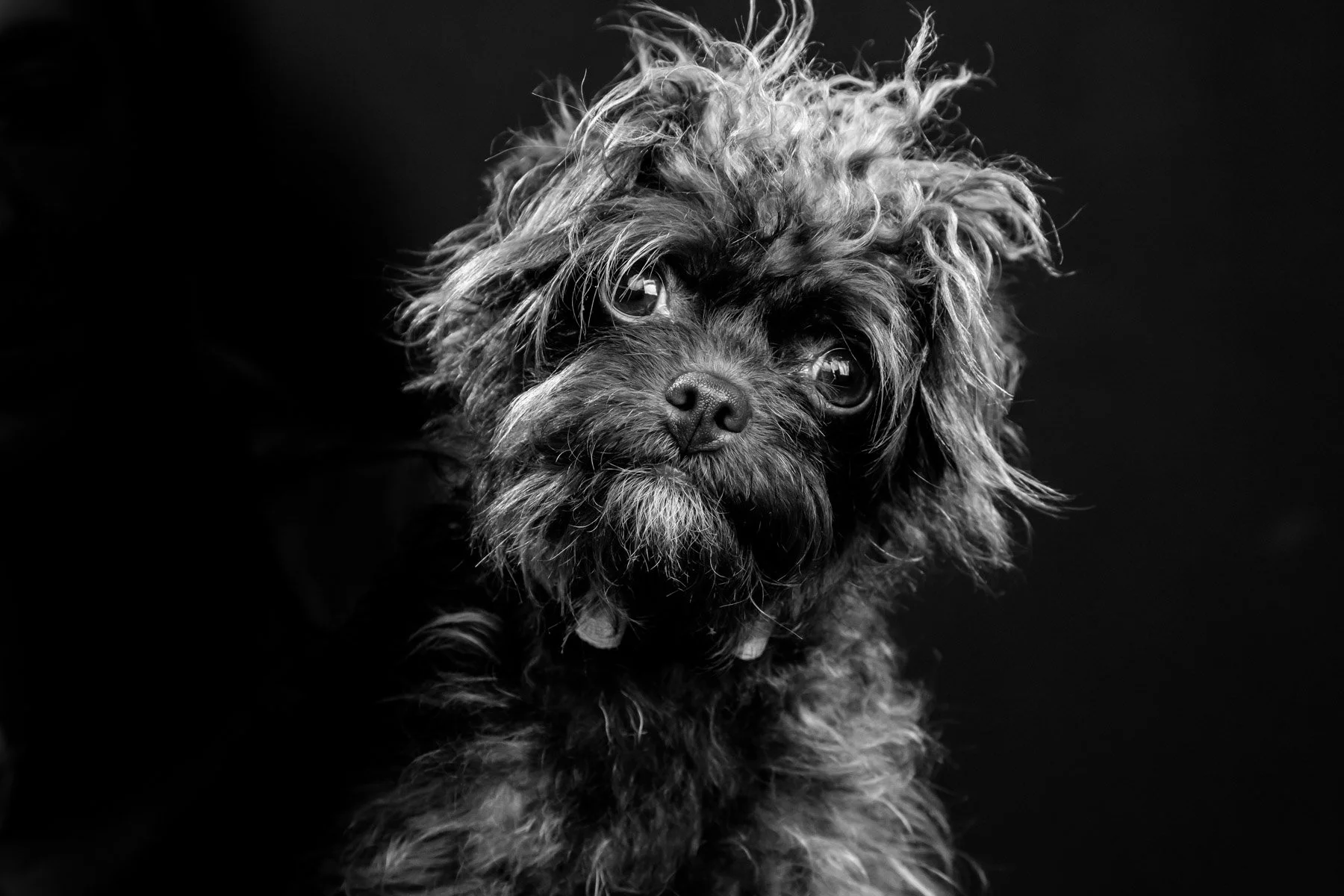 2021_07_29 Linda and Toto (RBP) - 009.jpg