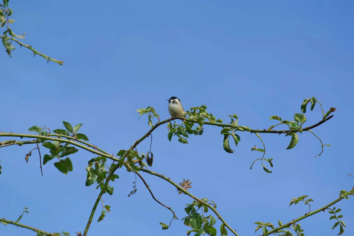 Penyrwrlodd-Bird-in-tree.JPG