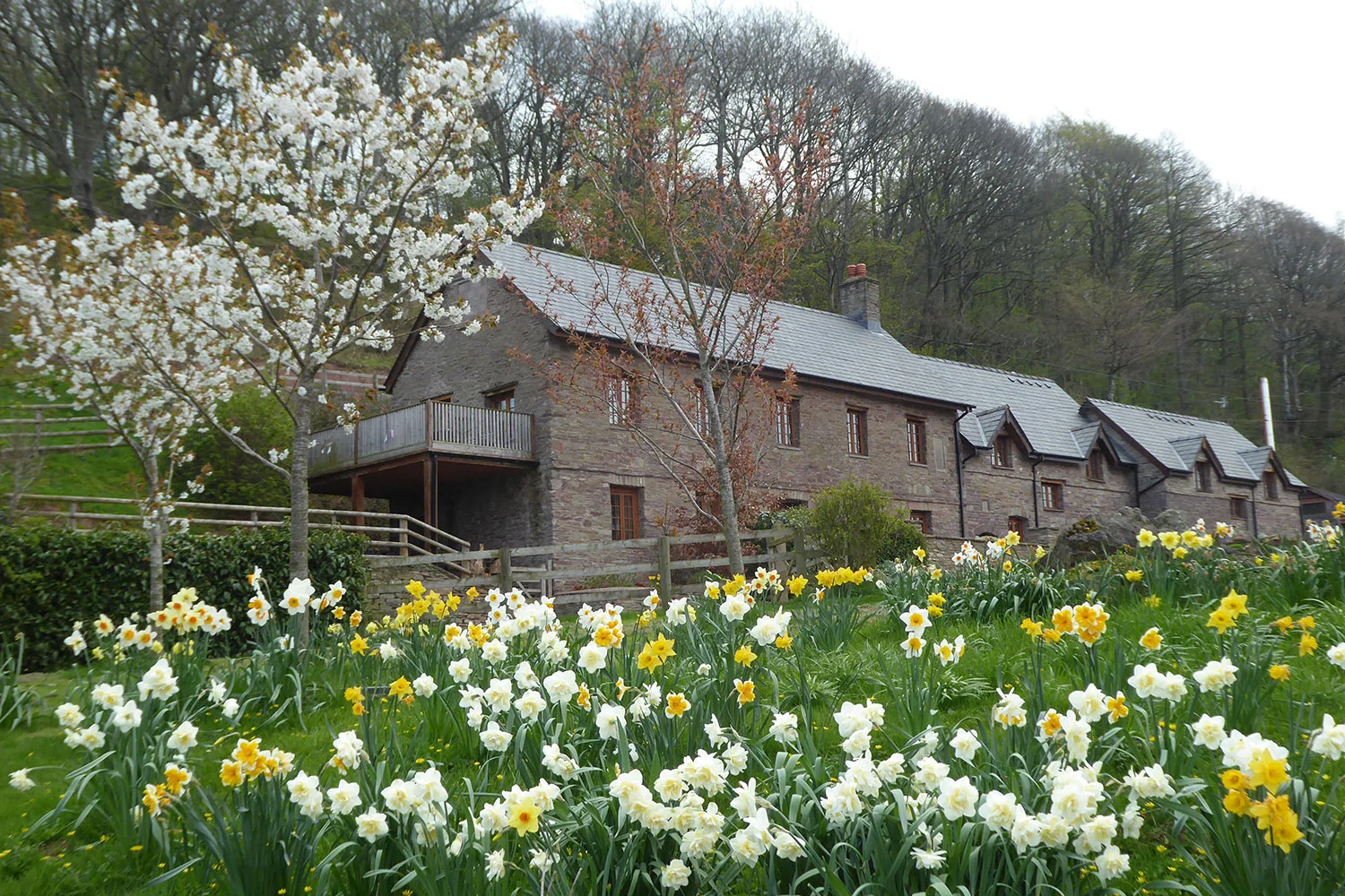 Penyrwrlodd-holiday-in-Hay-Spring-daffodils.jpg