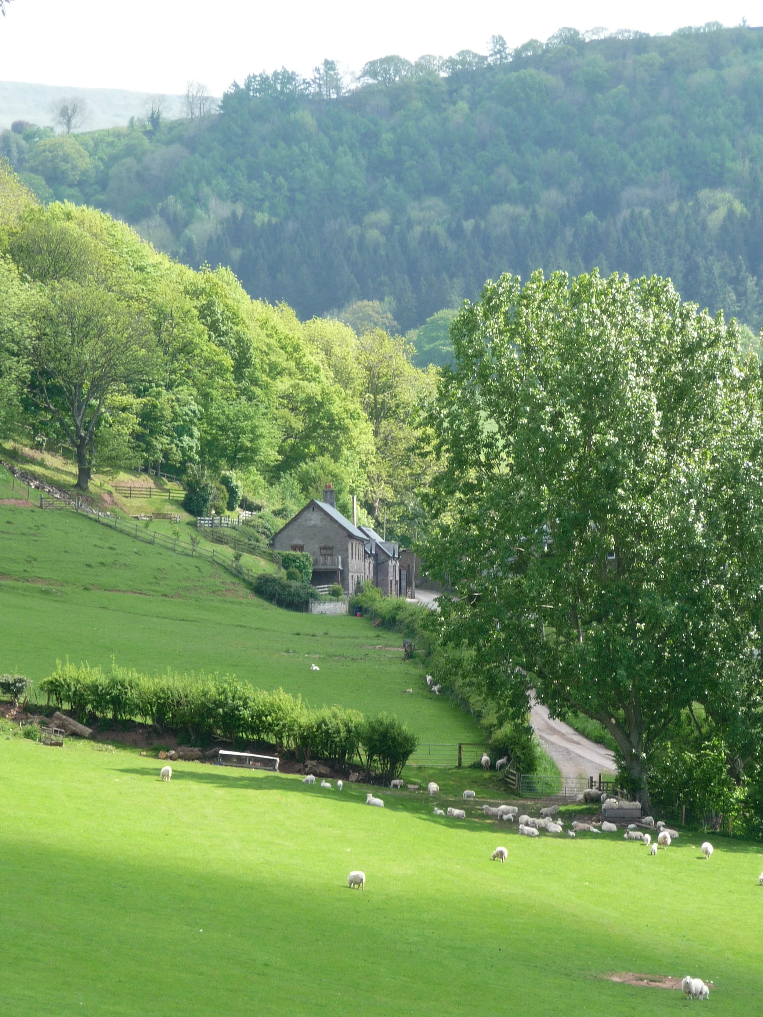 MH view from fields.JPG