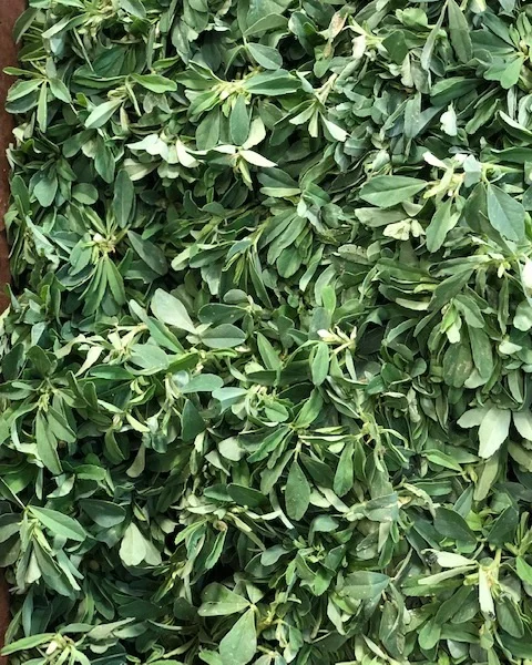 methi+leaf+local.jpg