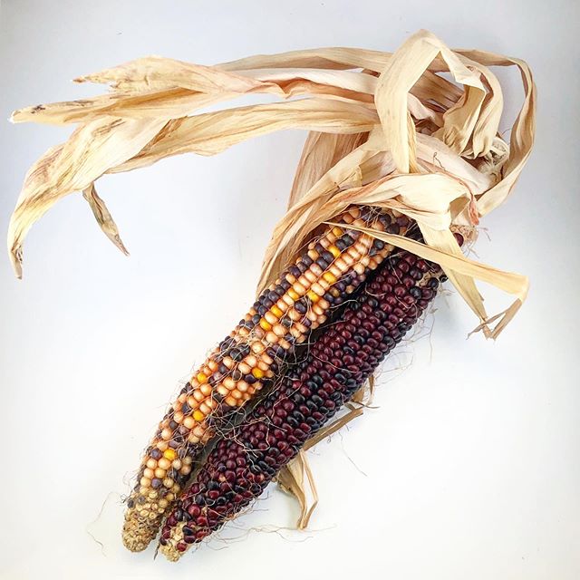 This Indian corn is another great decoration in or even outside of the house this time of year. Call or email today about availability as fall is almost in full swing!~
&bull;
&bull;
&bull;
&bull;
#indian #corn #indiancorn #fall #decor #philadelphia 