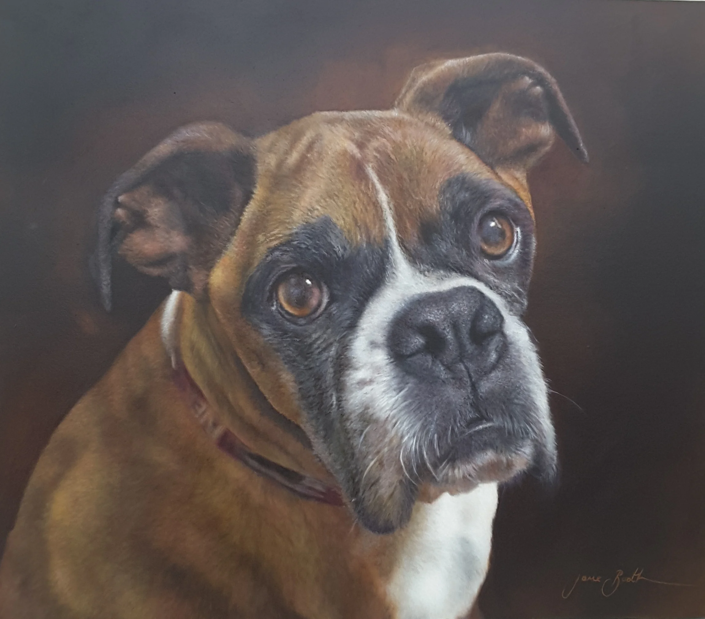 Bull Dog